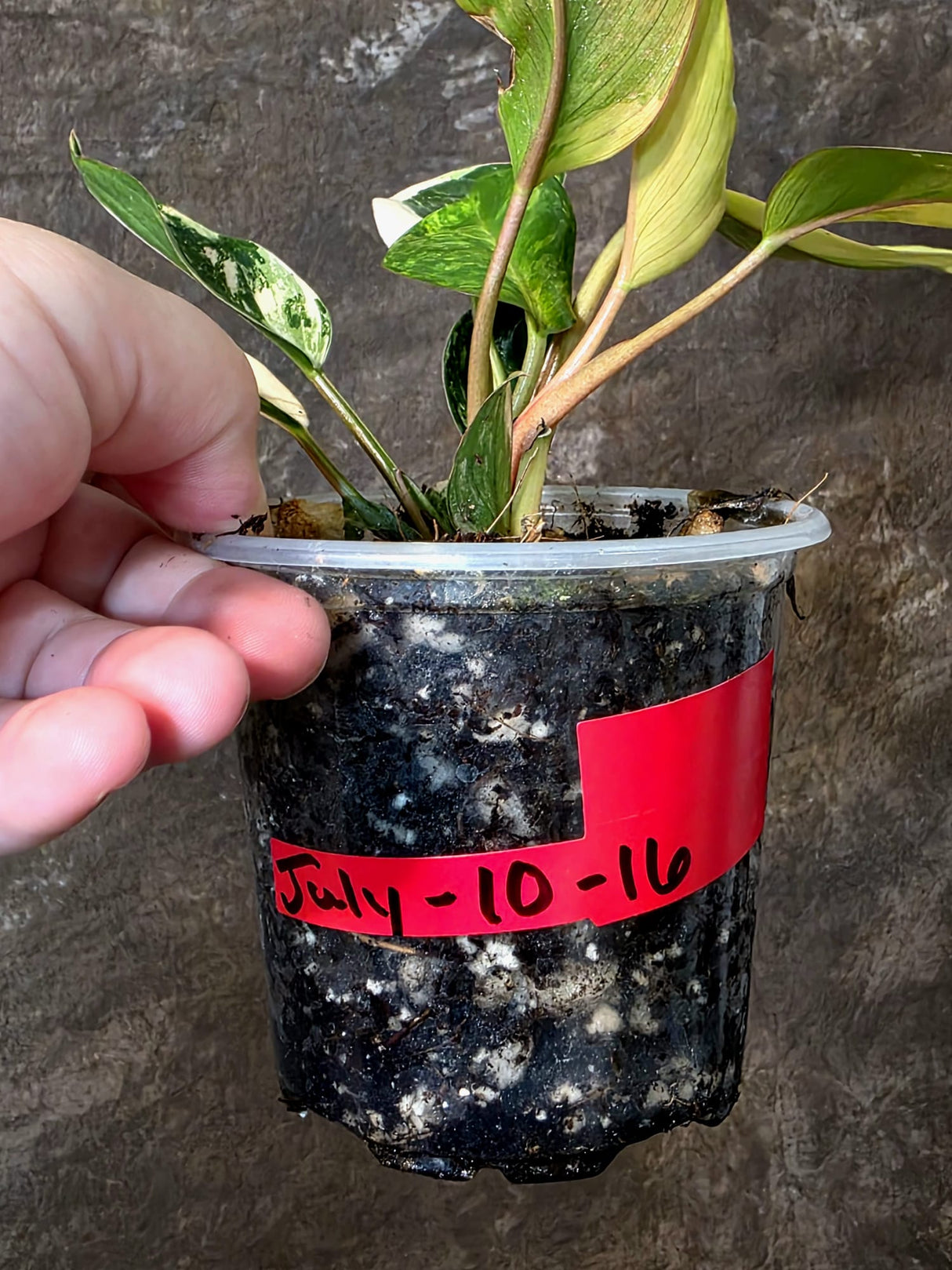 Philodendron Yellow Congo Variegated - EXACT Plant - US Seller (July-10-16)
