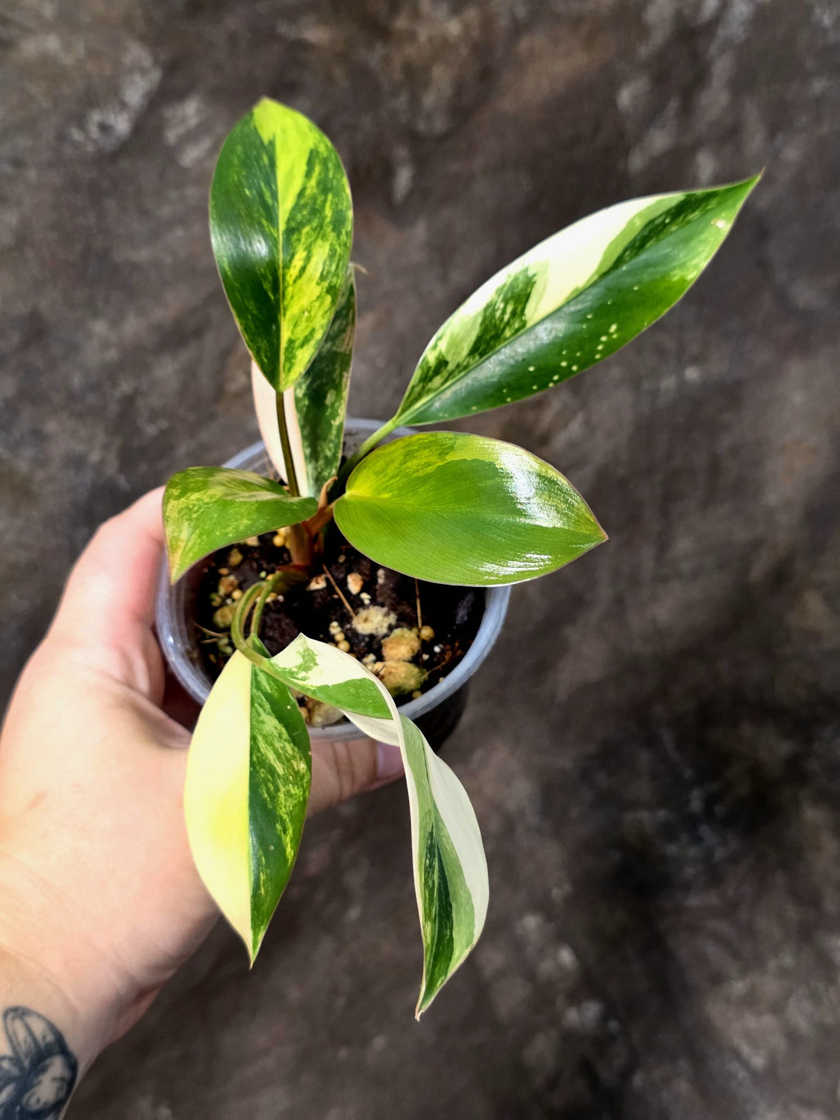 Philodendron Yellow Congo Variegated - EXACT Plant - US Seller (July-10-19)