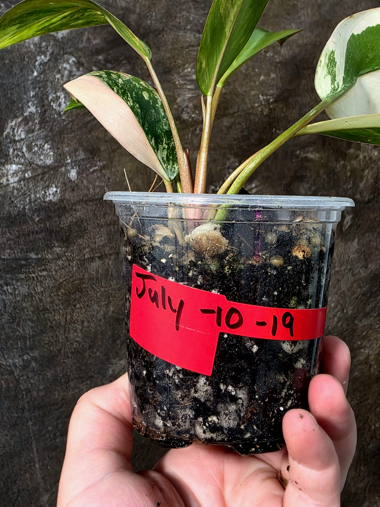 Philodendron Yellow Congo Variegated - EXACT Plant - US Seller (July-10-19)