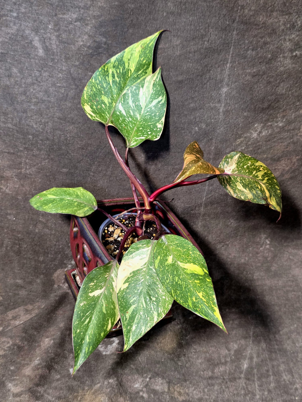 Philodendron Orange Princess - Rare Collector Plant (July-10-20)