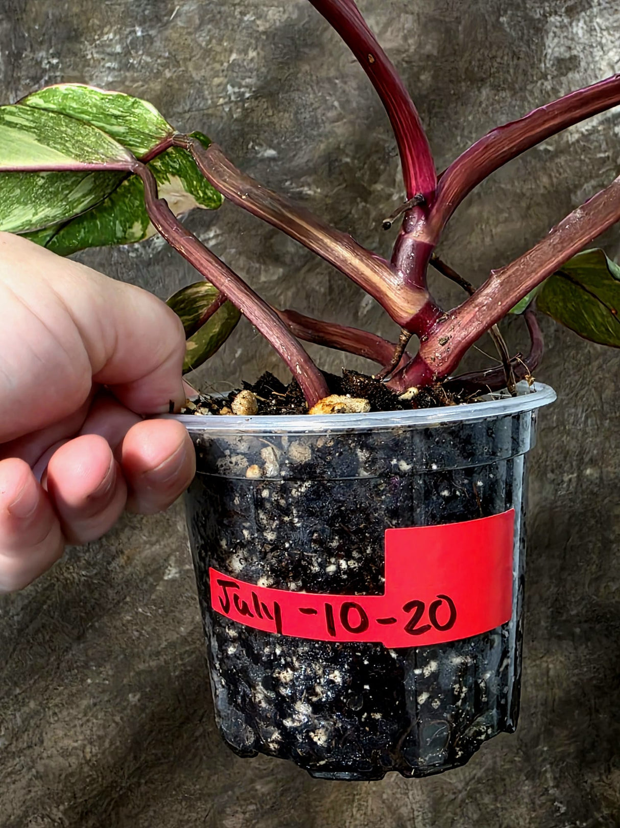 Philodendron Orange Princess - Rare Collector Plant (July-10-20)