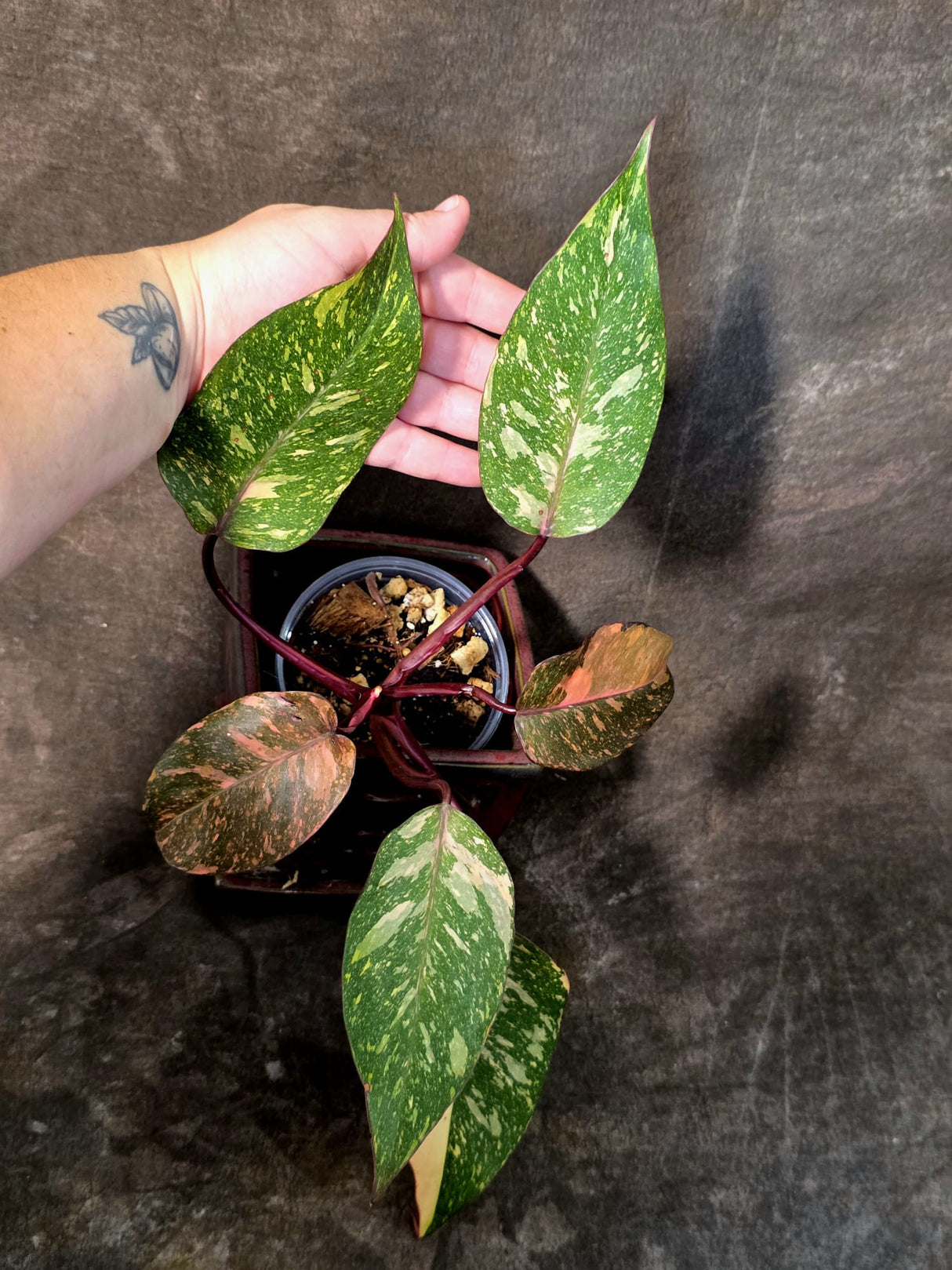 Philodendron Orange Princess - Rare Collector Plant (July-10-22)