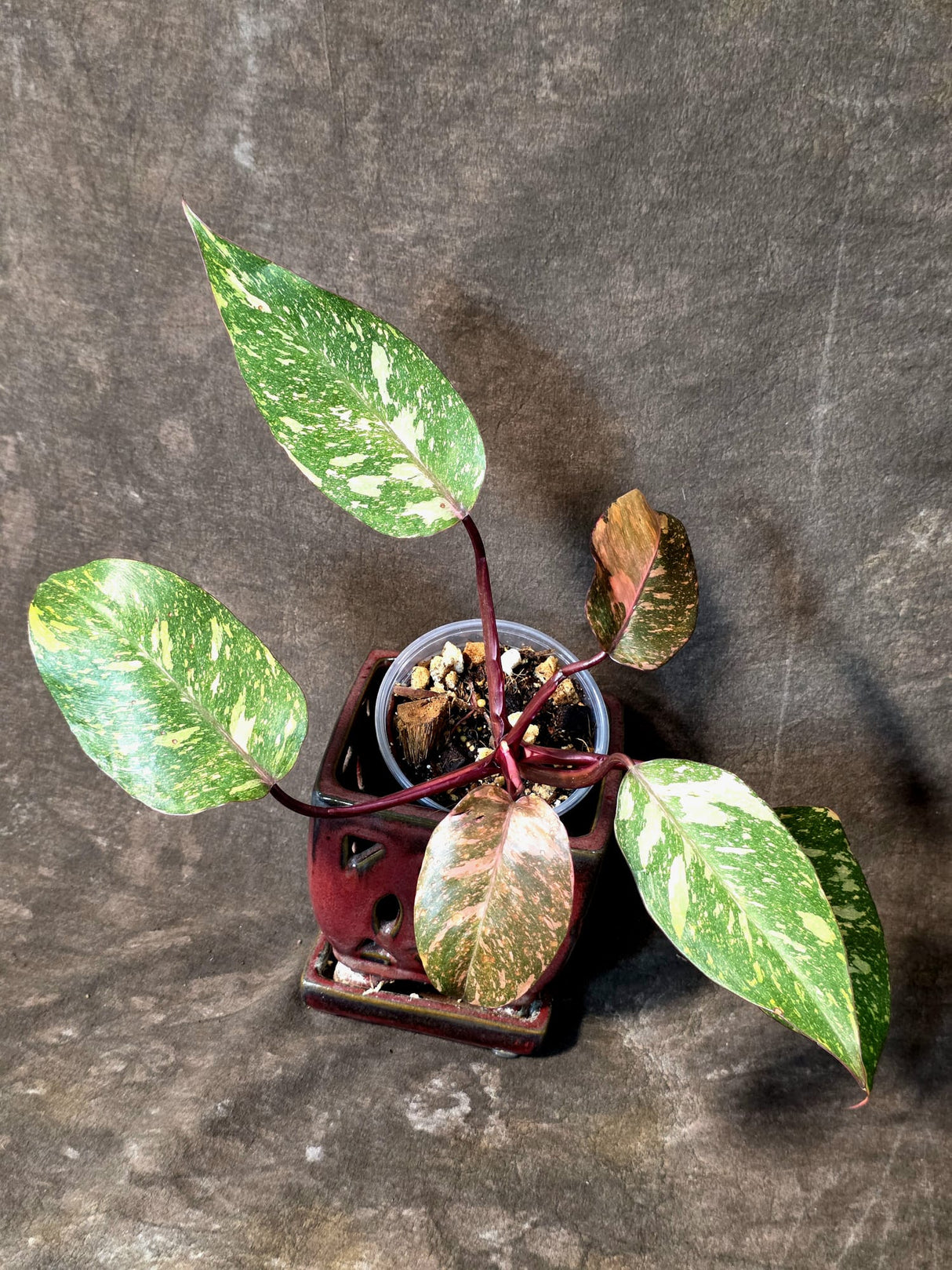 Philodendron Orange Princess - Rare Collector Plant (July-10-22)