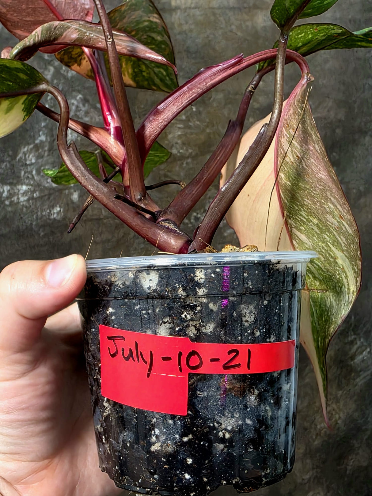 Philodendron Orange Princess - Rare Collector Plant (JJuly-10-21)