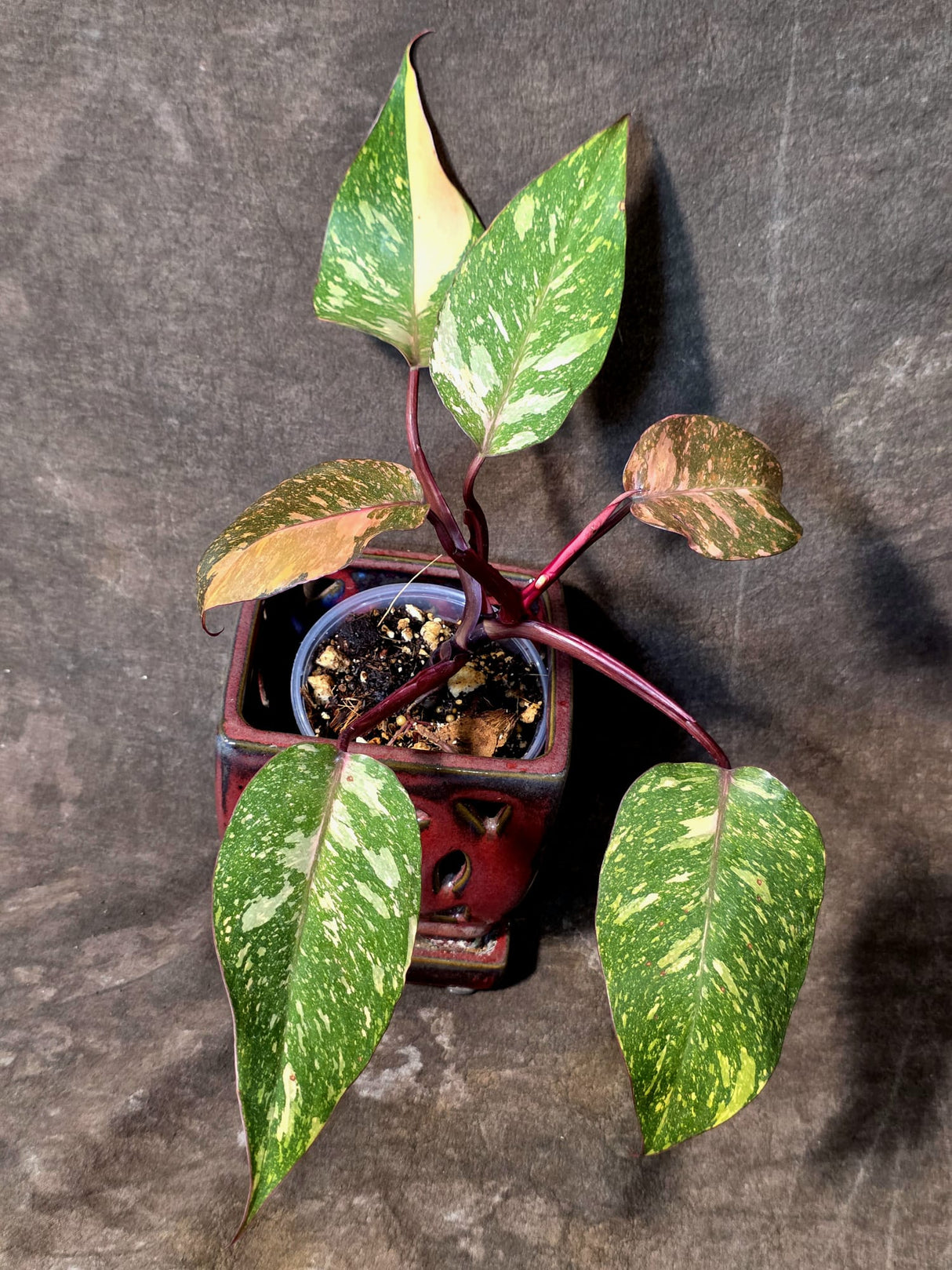Philodendron Orange Princess - Rare Collector Plant (July-10-22)