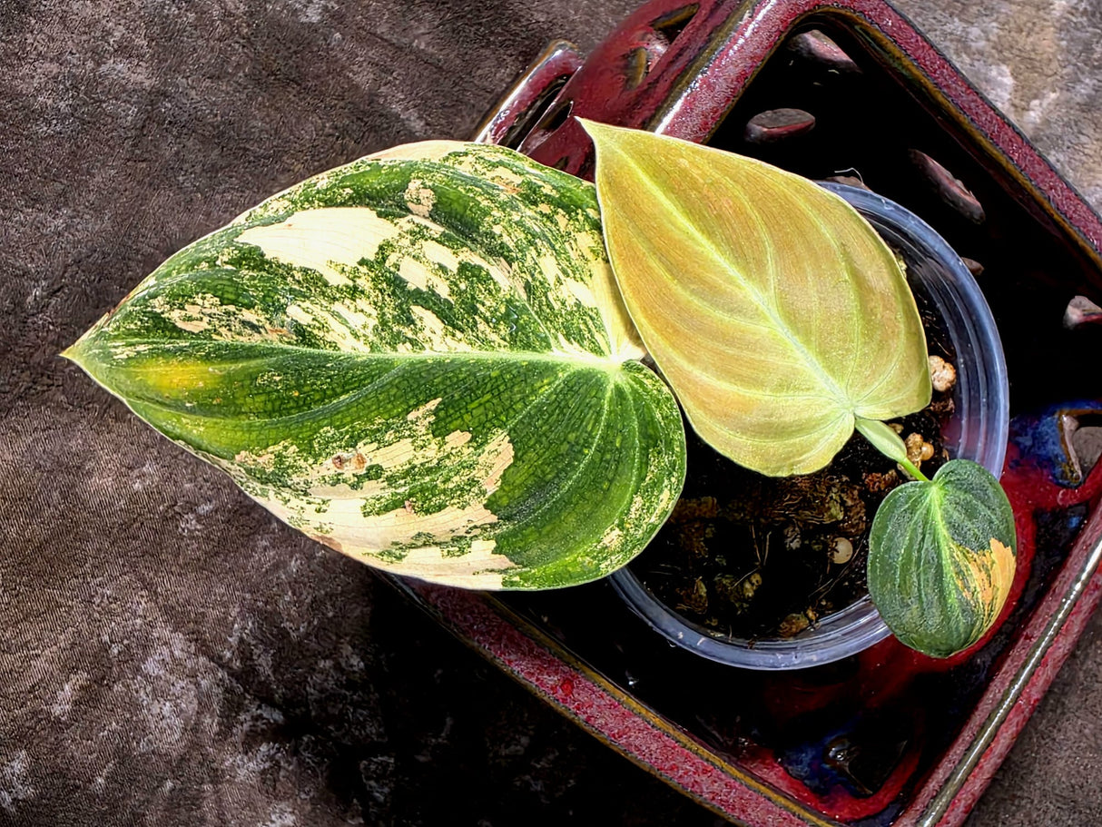 Philodendron Melanochrysum Variegated - Exact Plant - (July-10-28)