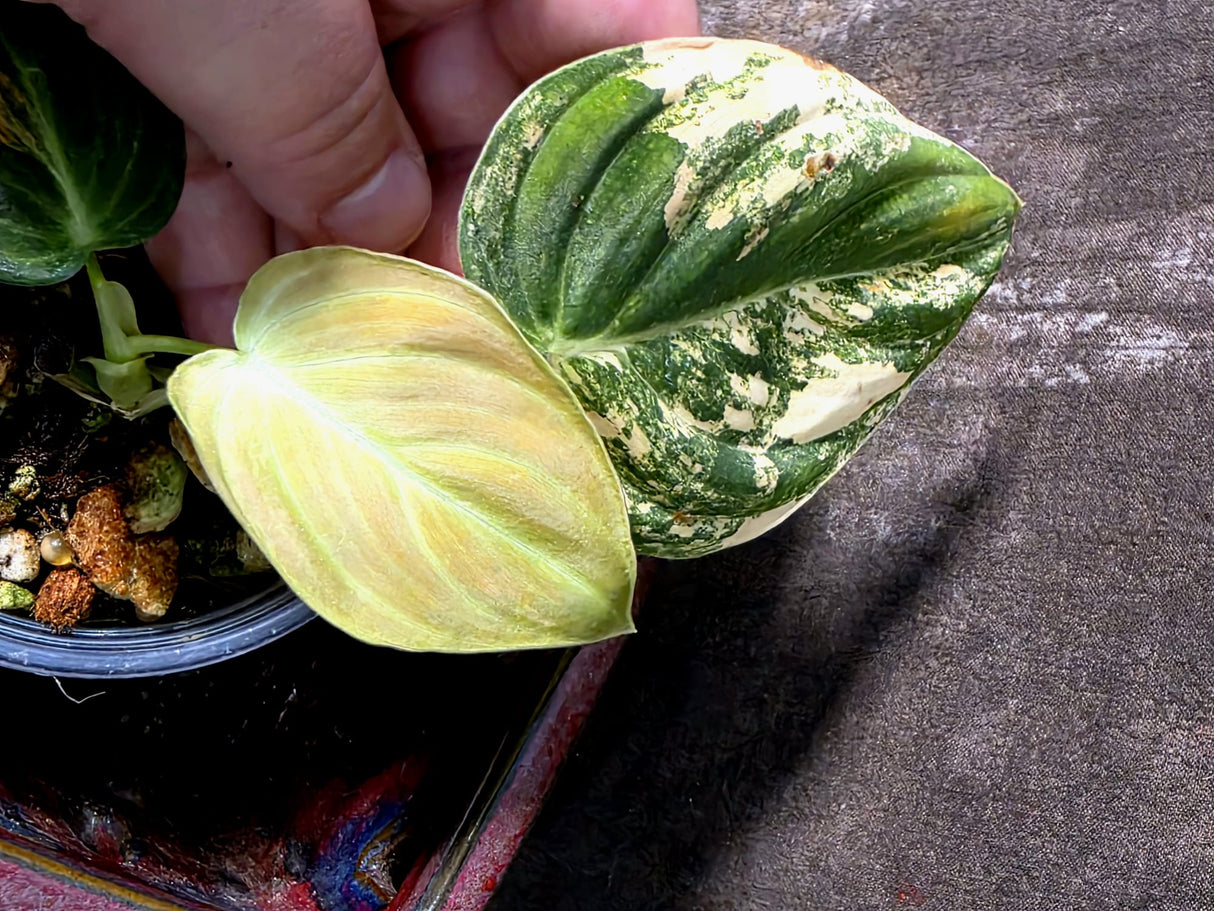 Philodendron Melanochrysum Variegated - Exact Plant - (July-10-28)
