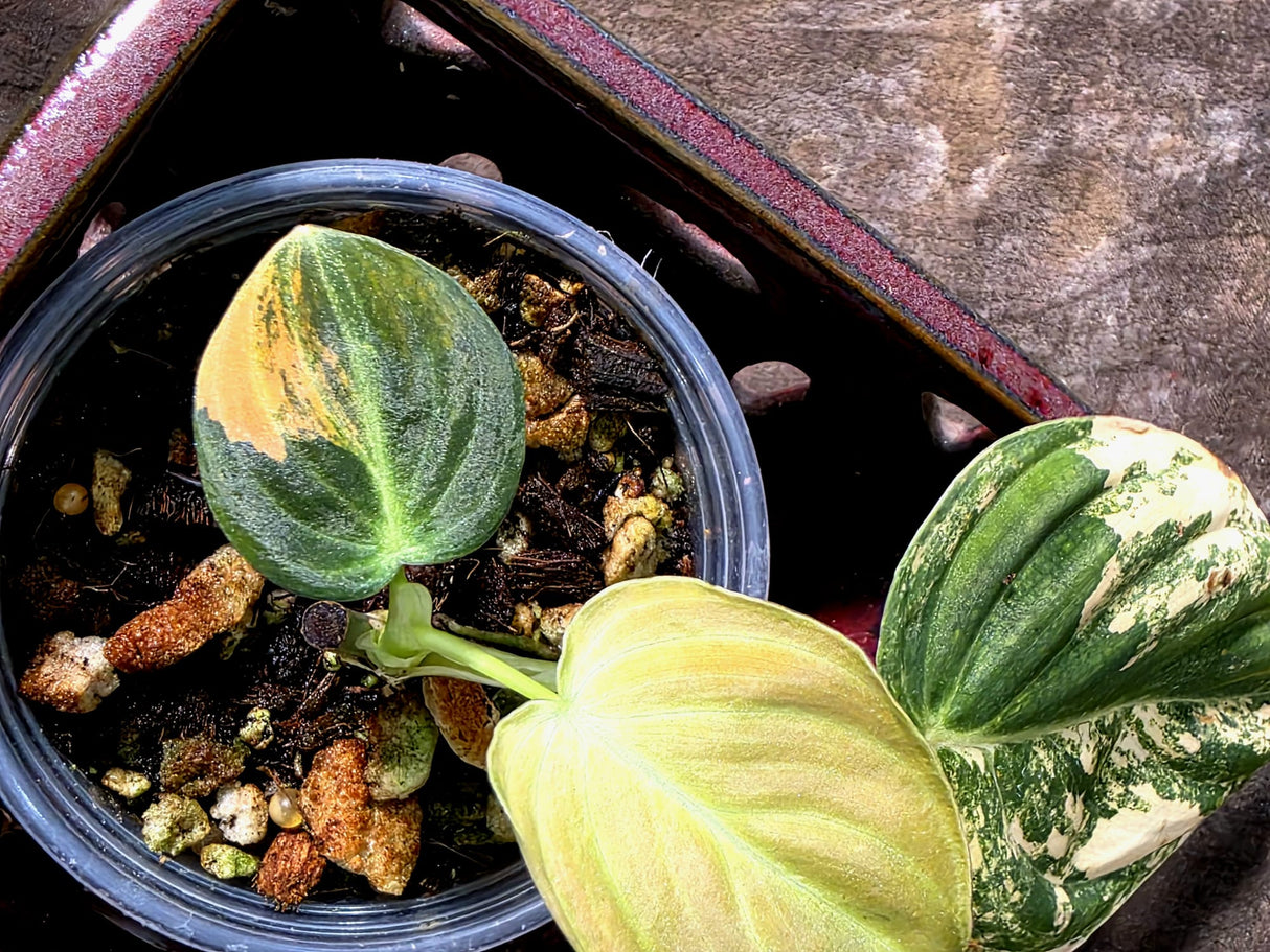 Philodendron Melanochrysum Variegated - Exact Plant - (July-10-28)