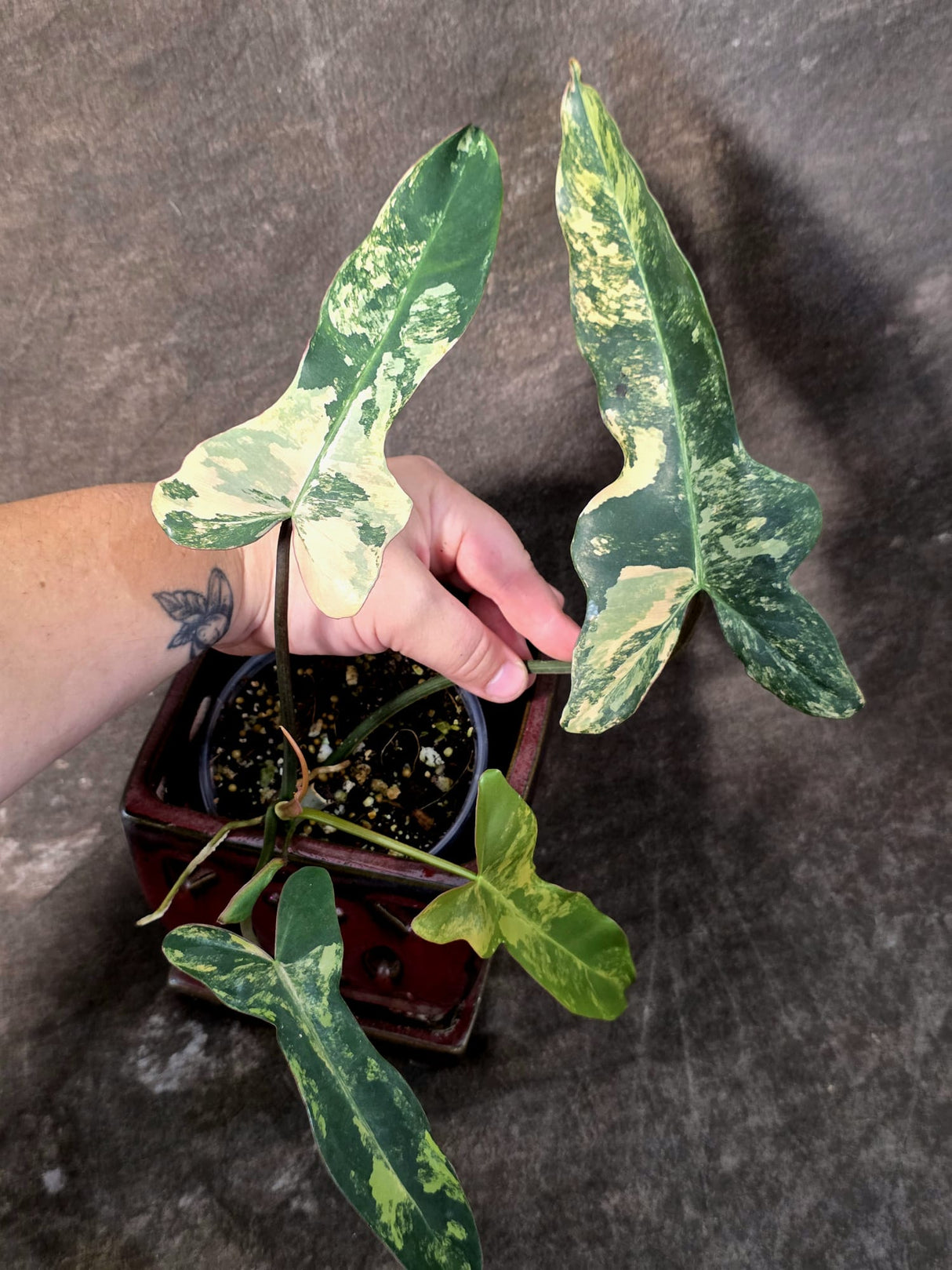 Variegated Philodendron Brown Beauty Florida Beauty x Black Billietiae - (July-10-29)