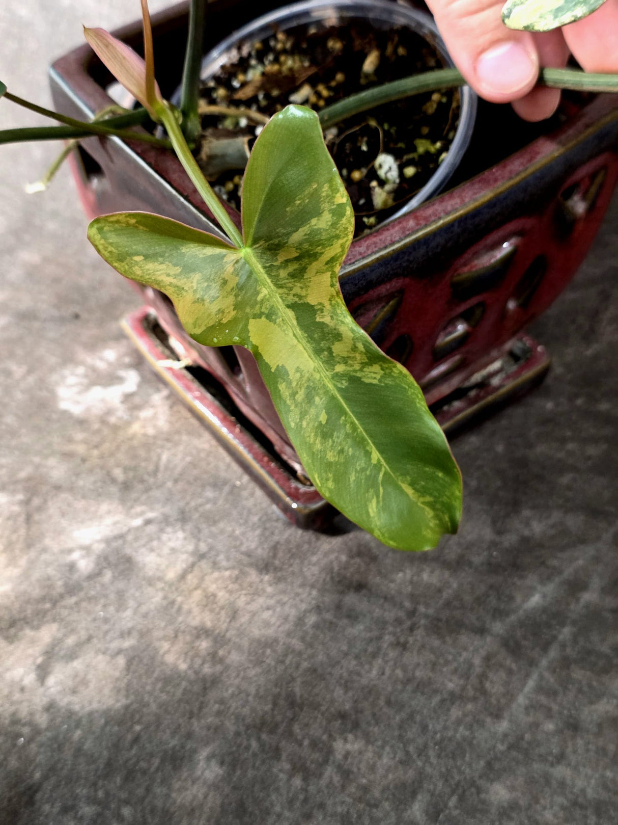 Variegated Philodendron Brown Beauty Florida Beauty x Black Billietiae - (July-10-29)