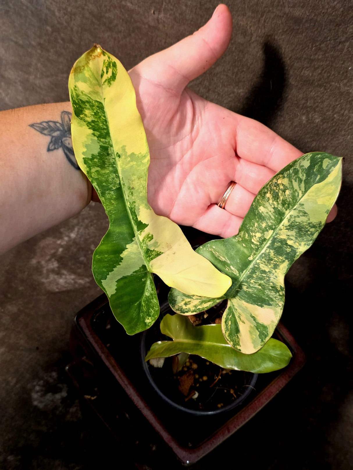 Variegated Philodendron Brown Beauty Florida Beauty x Black Billietiae - (July-10-30)