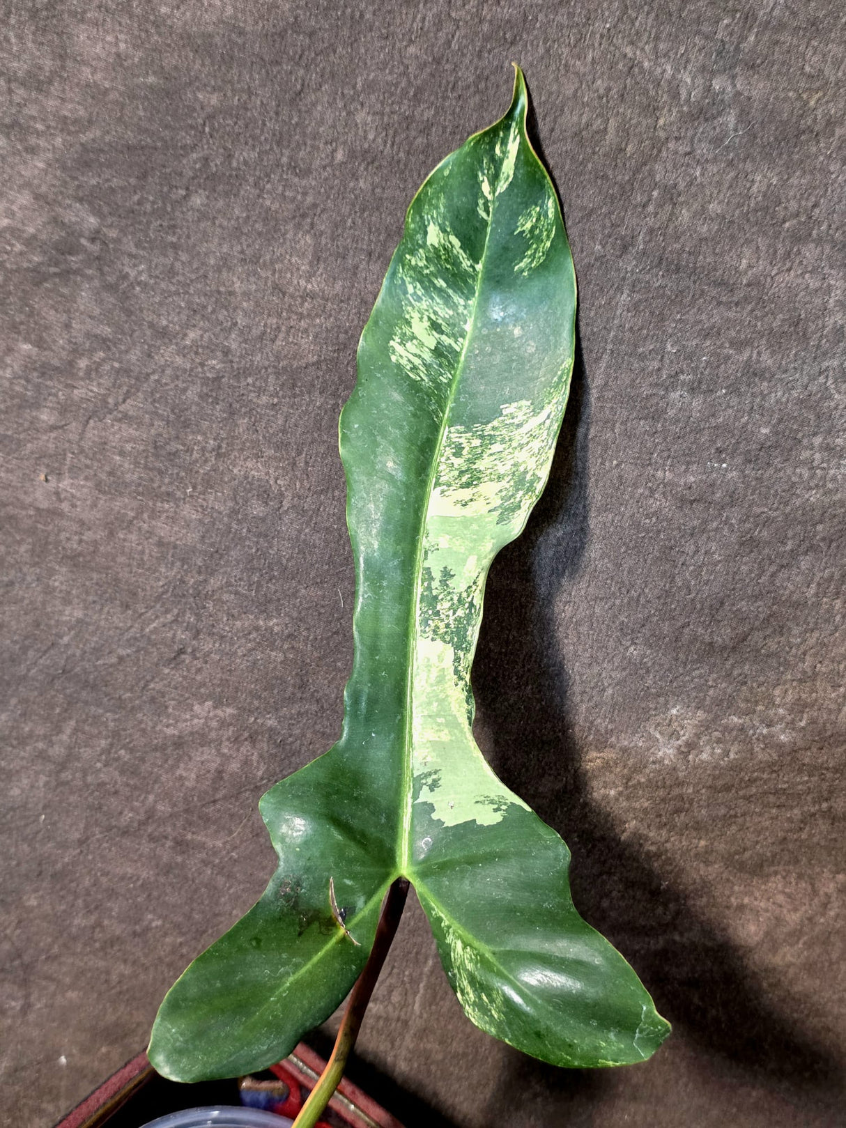 Variegated Philodendron Brown Beauty Florida Beauty x Black Billietiae - (July-10-33)
