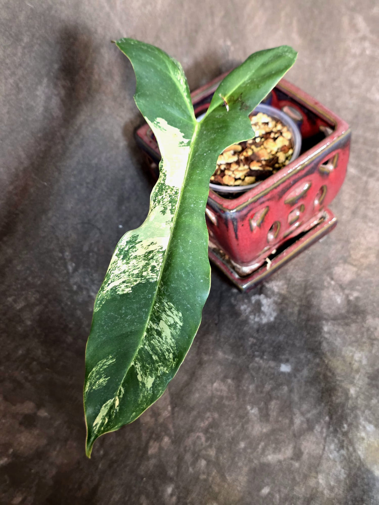 Variegated Philodendron Brown Beauty Florida Beauty x Black Billietiae - (July-10-33)