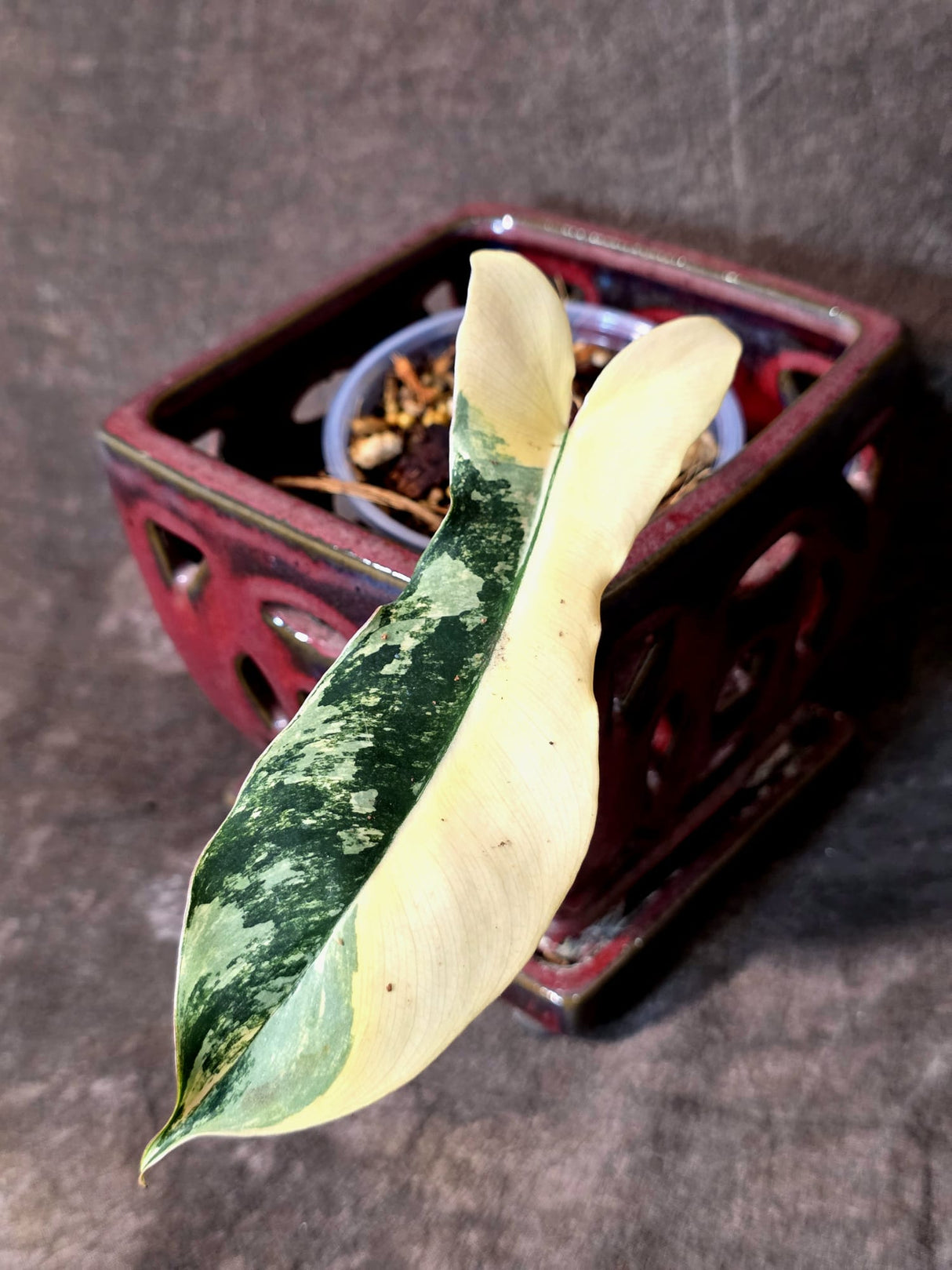 Variegated Philodendron Brown Beauty Florida Beauty x Black Billietiae - (July-10-34)