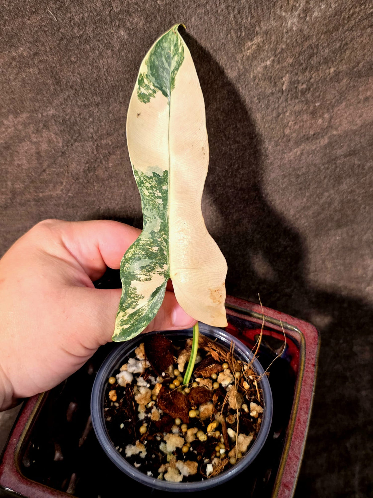 Variegated Philodendron Brown Beauty Florida Beauty x Black Billietiae - (July-10-35)