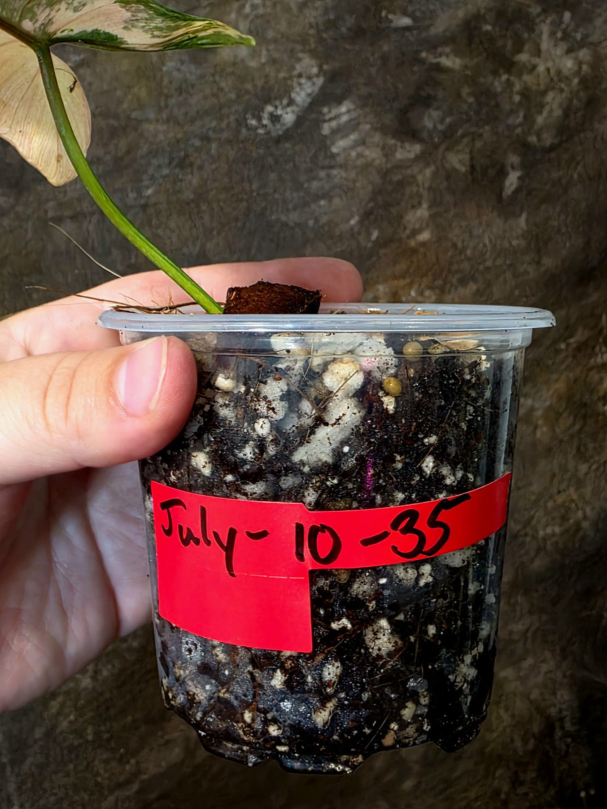 Variegated Philodendron Brown Beauty Florida Beauty x Black Billietiae - (July-10-35)