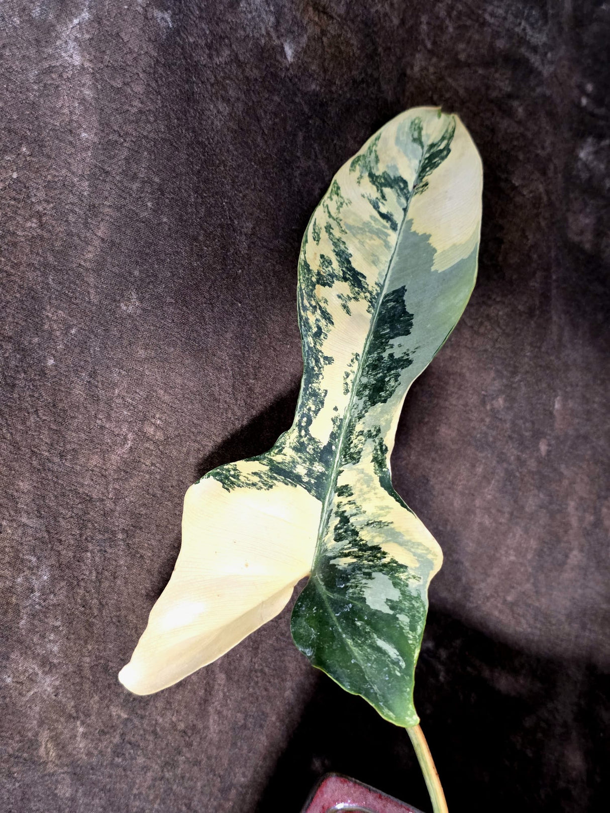 Variegated Philodendron Brown Beauty Florida Beauty x Black Billietiae - (July-10-36)