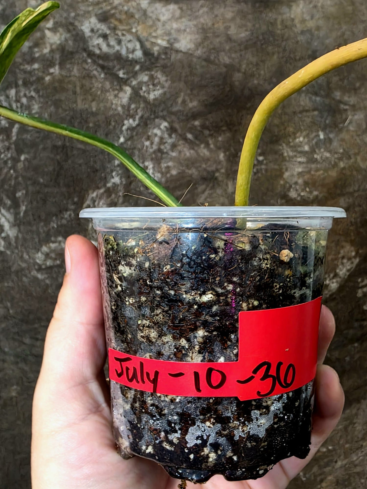 Variegated Philodendron Brown Beauty Florida Beauty x Black Billietiae - (July-10-36)