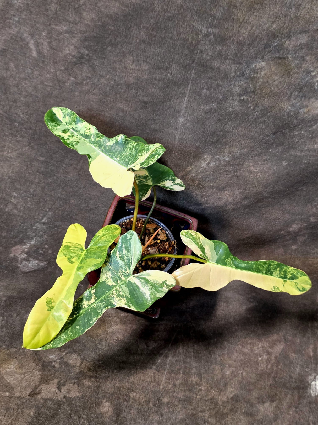 Variegated Philodendron Brown Beauty Florida Beauty x Black Billietiae - (July-10-37)
