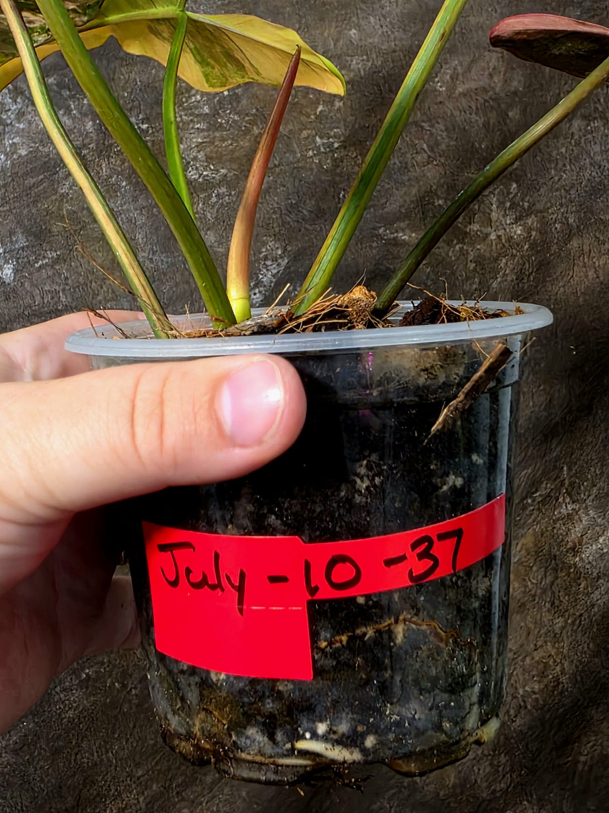 Variegated Philodendron Brown Beauty Florida Beauty x Black Billietiae - (July-10-37)