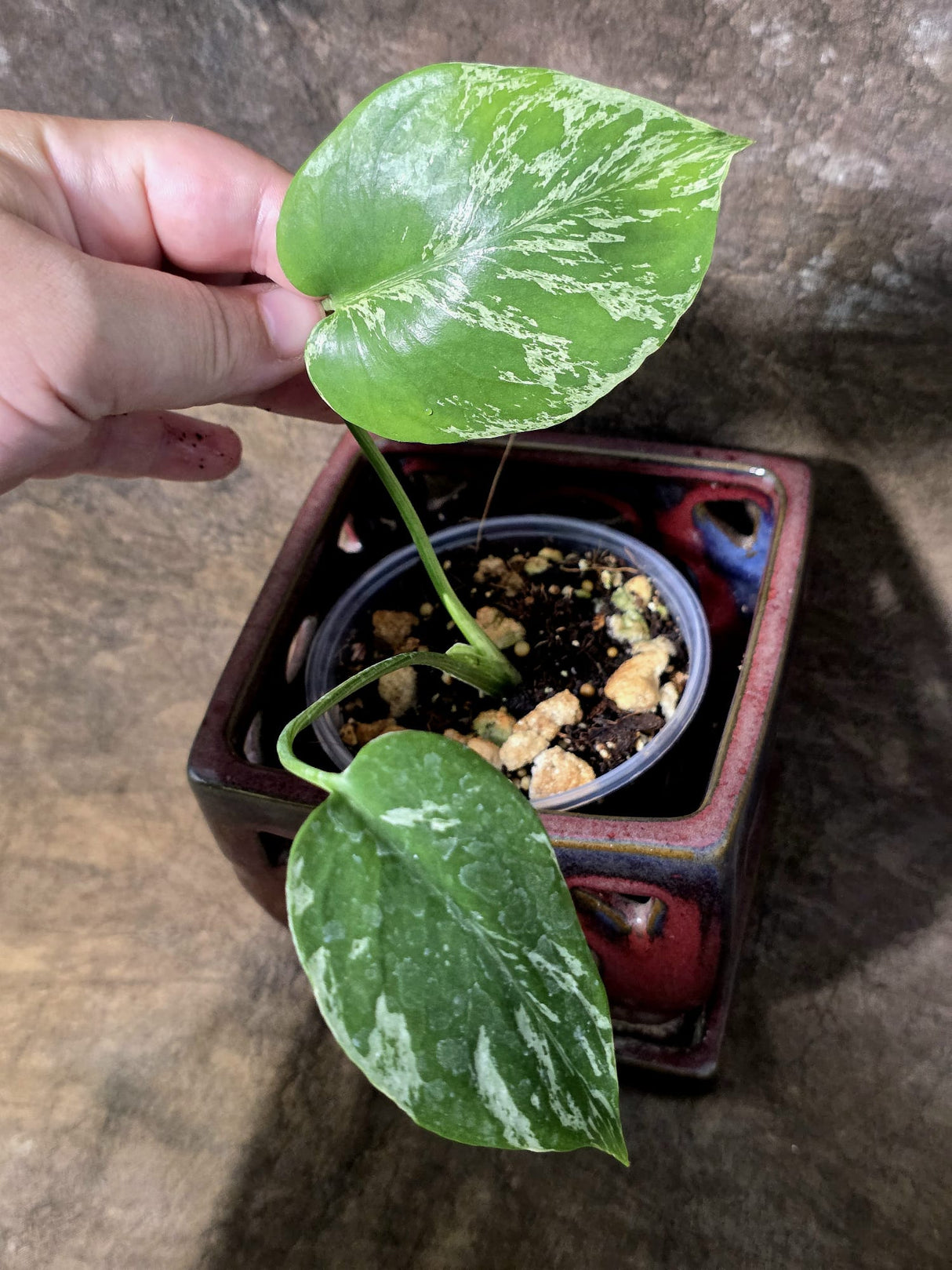 Super Rare Monstera Bulbasaur Variegated Live Plant -(July-13-09)