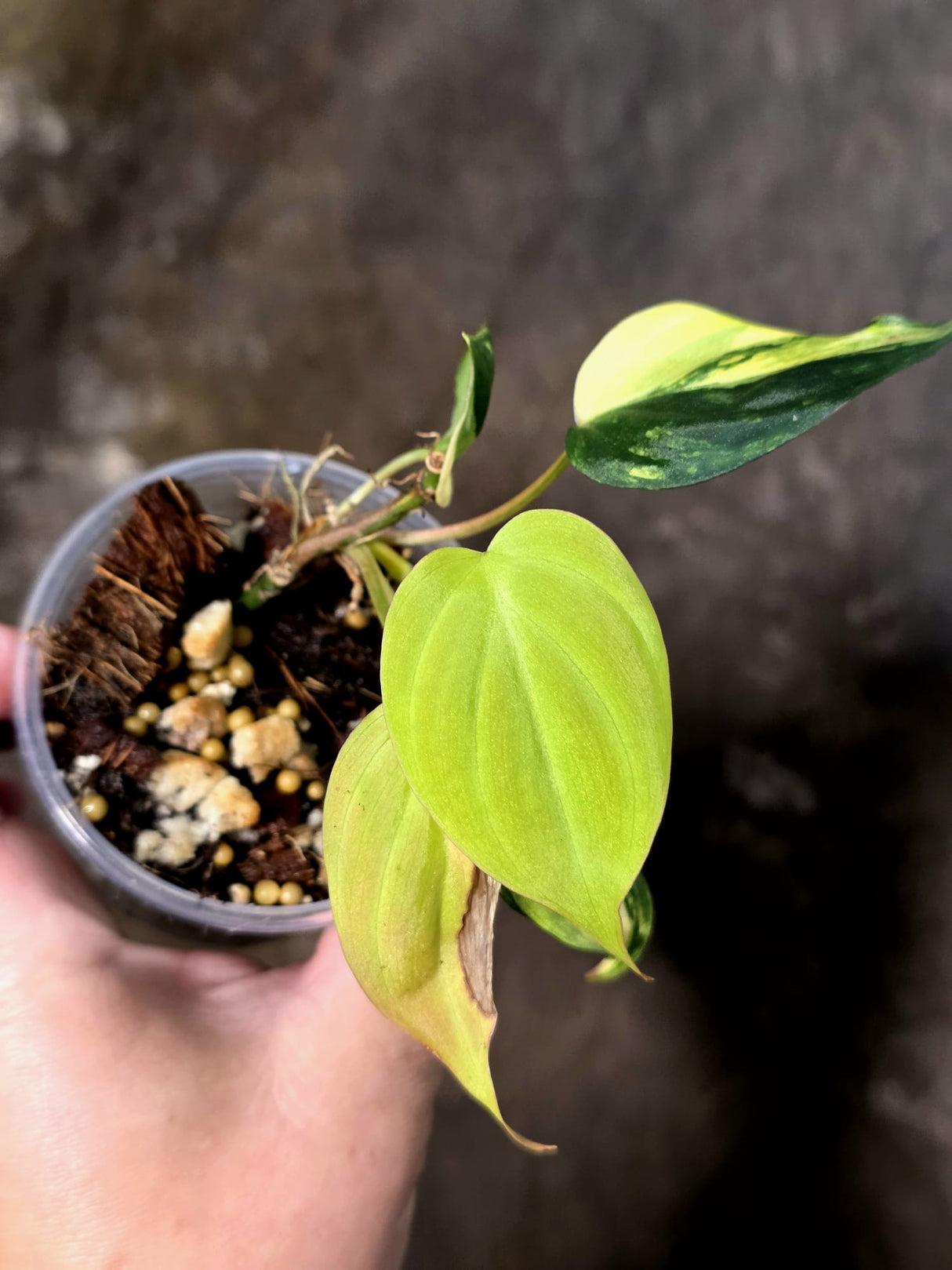 Variegated Philodendron Mican Aurea - Rare Exact Plant - (July-13-19)