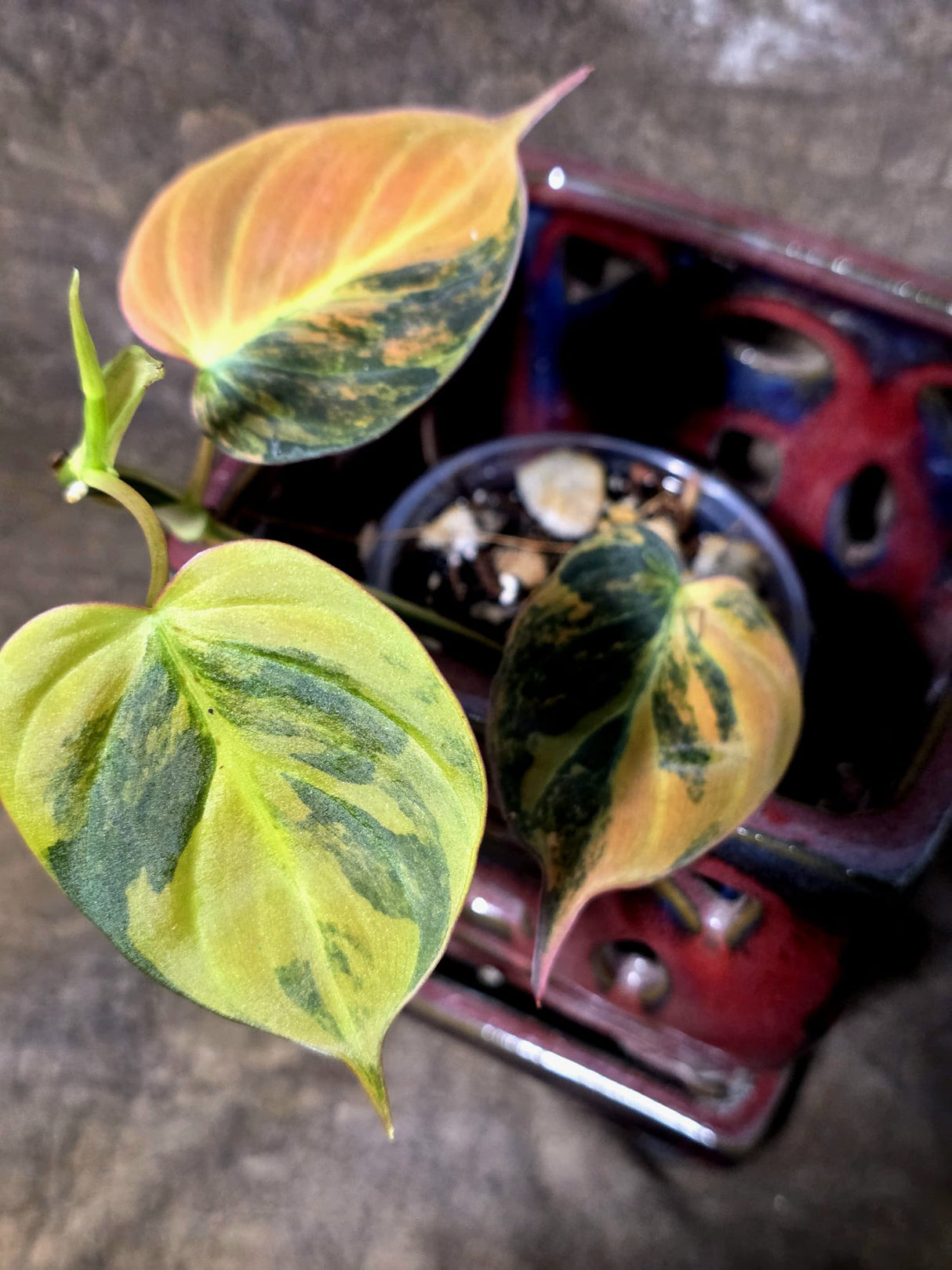 Variegated Philodendron Mican Aurea - Rare Exact Plant - (July-13-20)