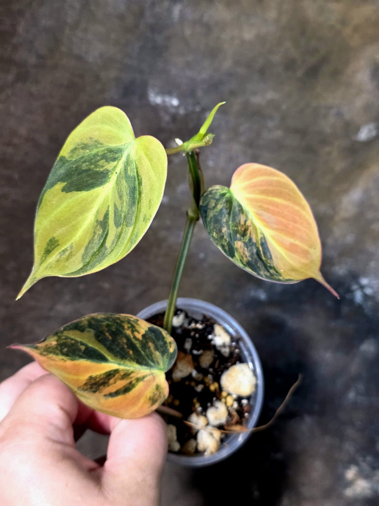 Variegated Philodendron Mican Aurea - Rare Exact Plant - (July-13-20)