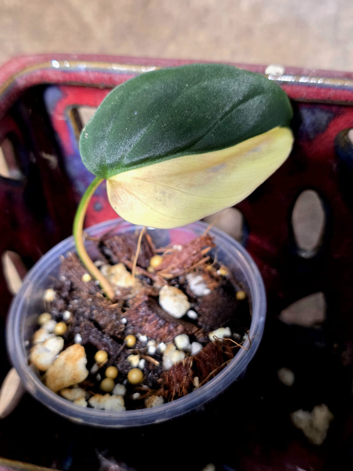 Variegated Philodendron Mican Aurea - Rare Exact Plant - (July-13-21)