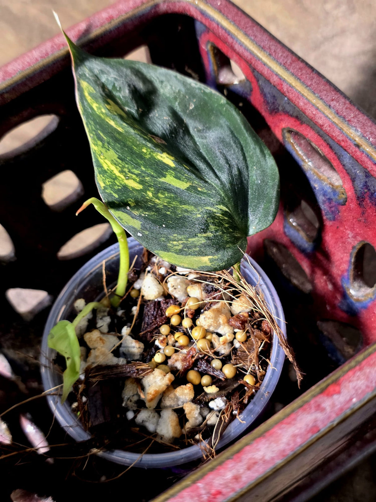 Variegated Philodendron Mican Aurea - Rare Exact Plant - (July-13-22)