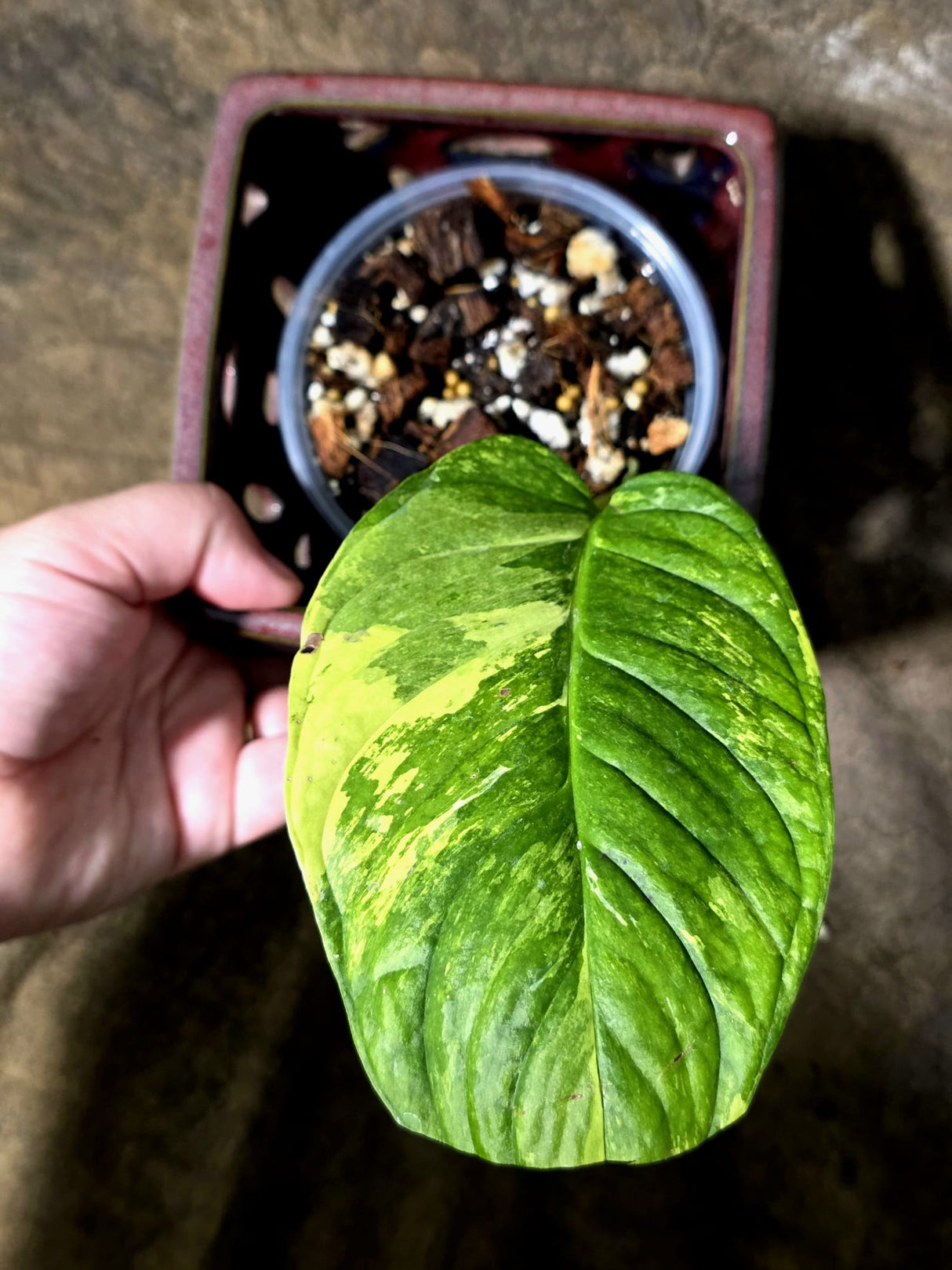 Monstera Obliqua Mayuna - Rare Exact Plant - US Seller (July-13-24)