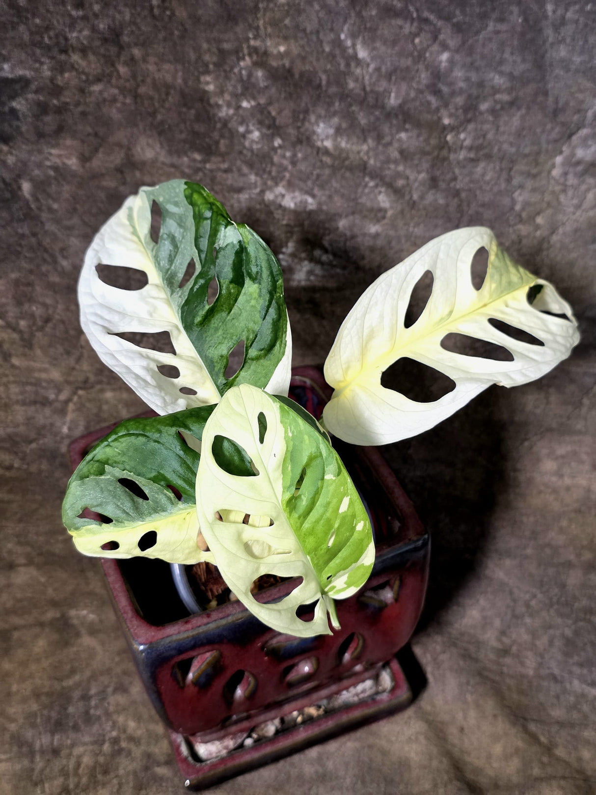Variegated White Monstera Adansonii Albo - Exact Plant - (July-13-25)