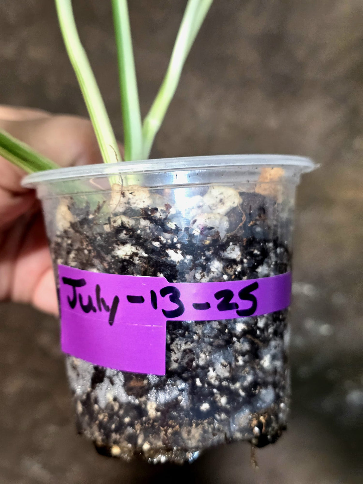 Variegated White Monstera Adansonii Albo - Exact Plant - (July-13-25)