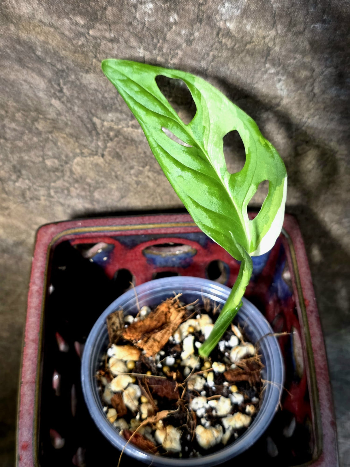 Variegated White Monstera Adansonii Albo - Exact Plant - (July-13-26)