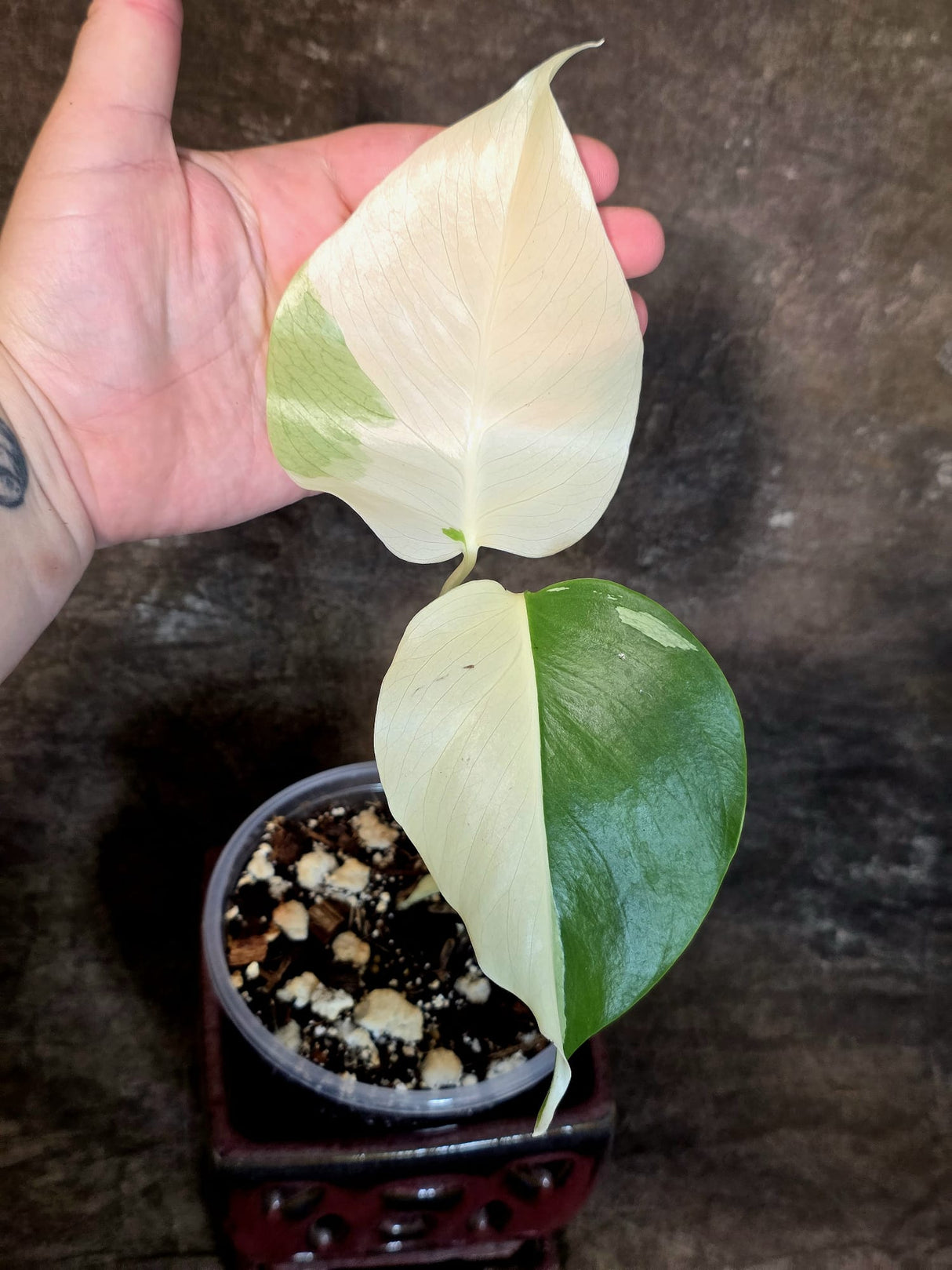 Variegated Monstera Albo - White Monstera - US Seller (July-13-37)