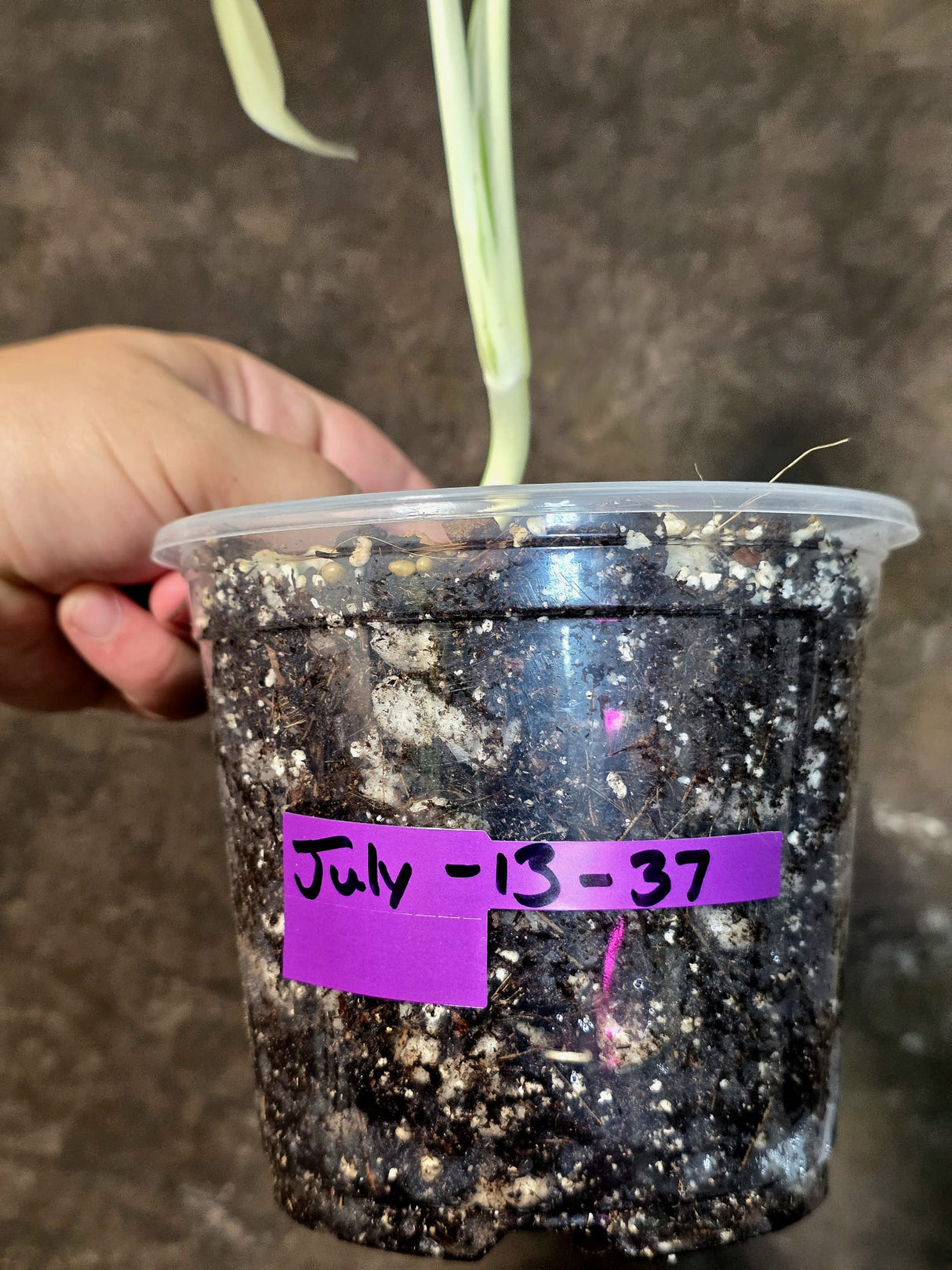 Variegated Monstera Albo - White Monstera - US Seller (July-13-37)