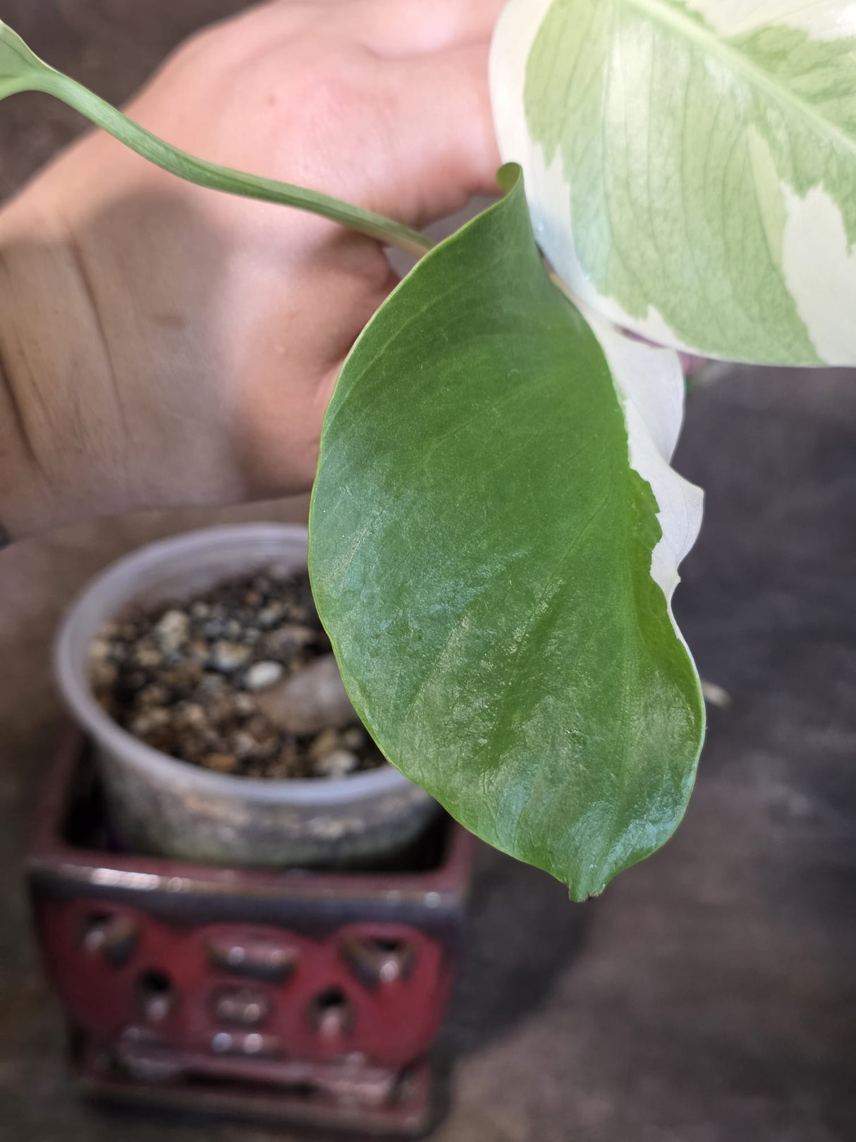 Variegated Monstera Albo - White Monstera - US Seller (July-13-38)