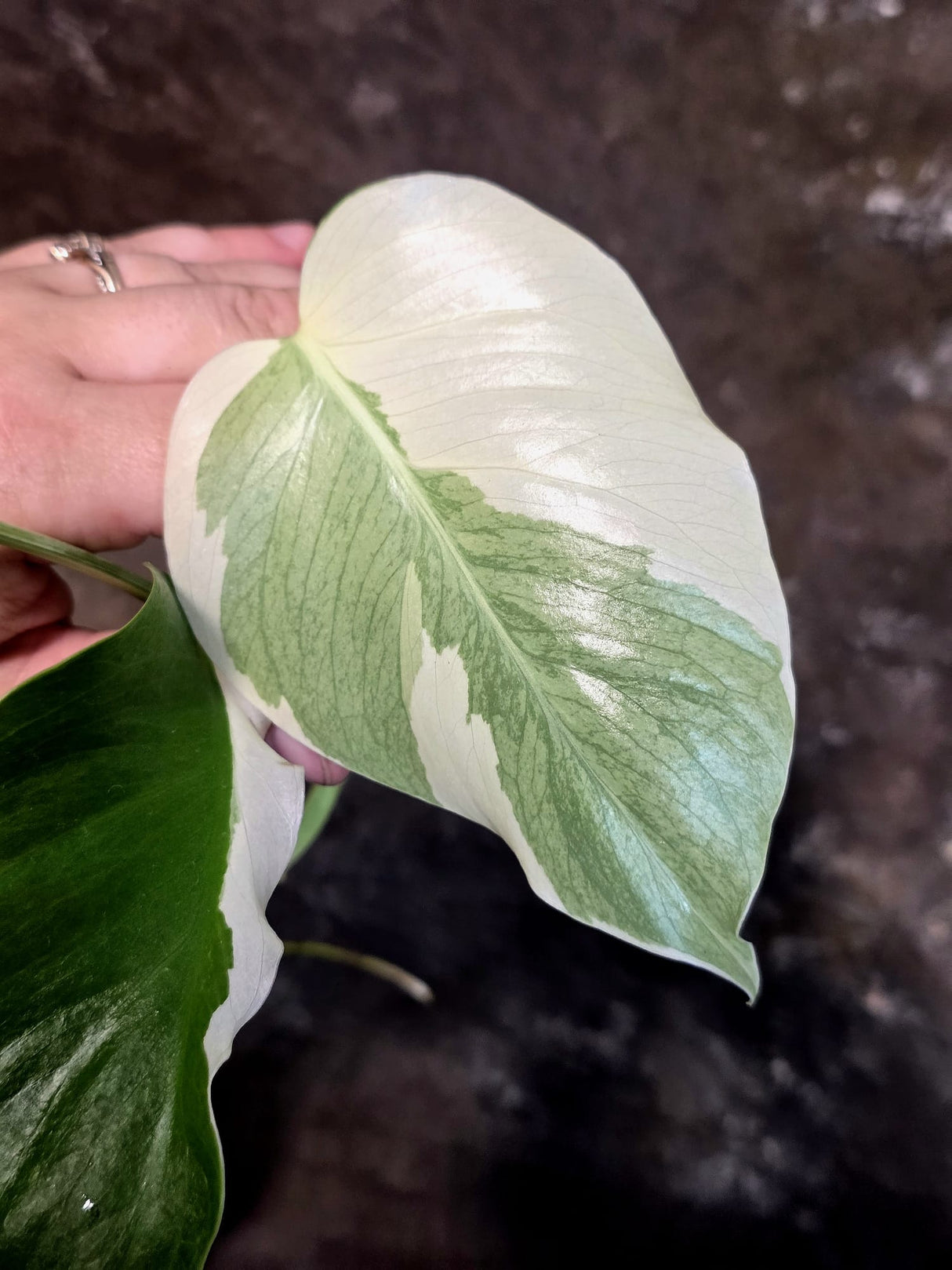 Variegated Monstera Albo - White Monstera - US Seller (July-13-38)