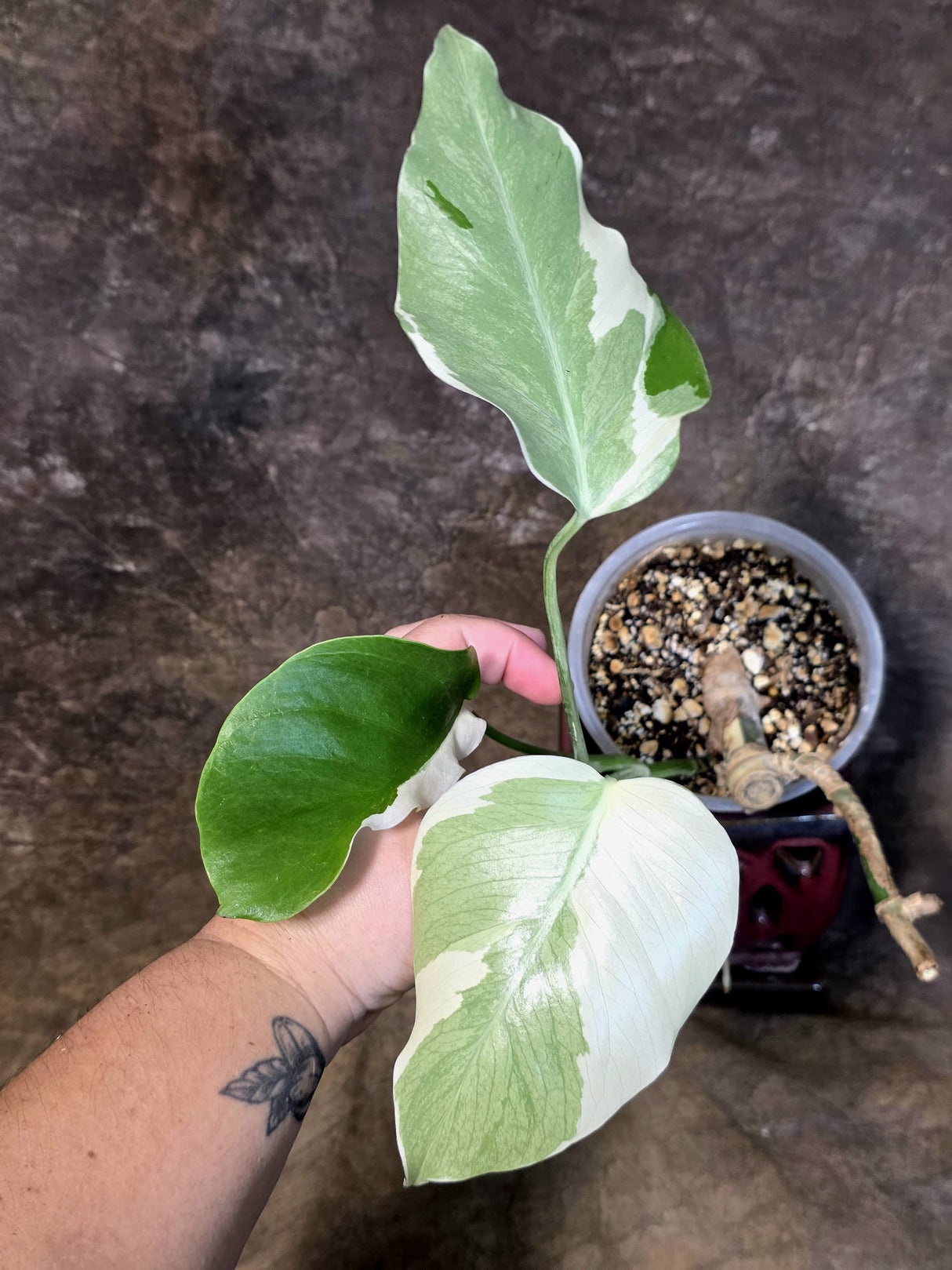 Variegated Monstera Albo - White Monstera - US Seller (July-13-38)