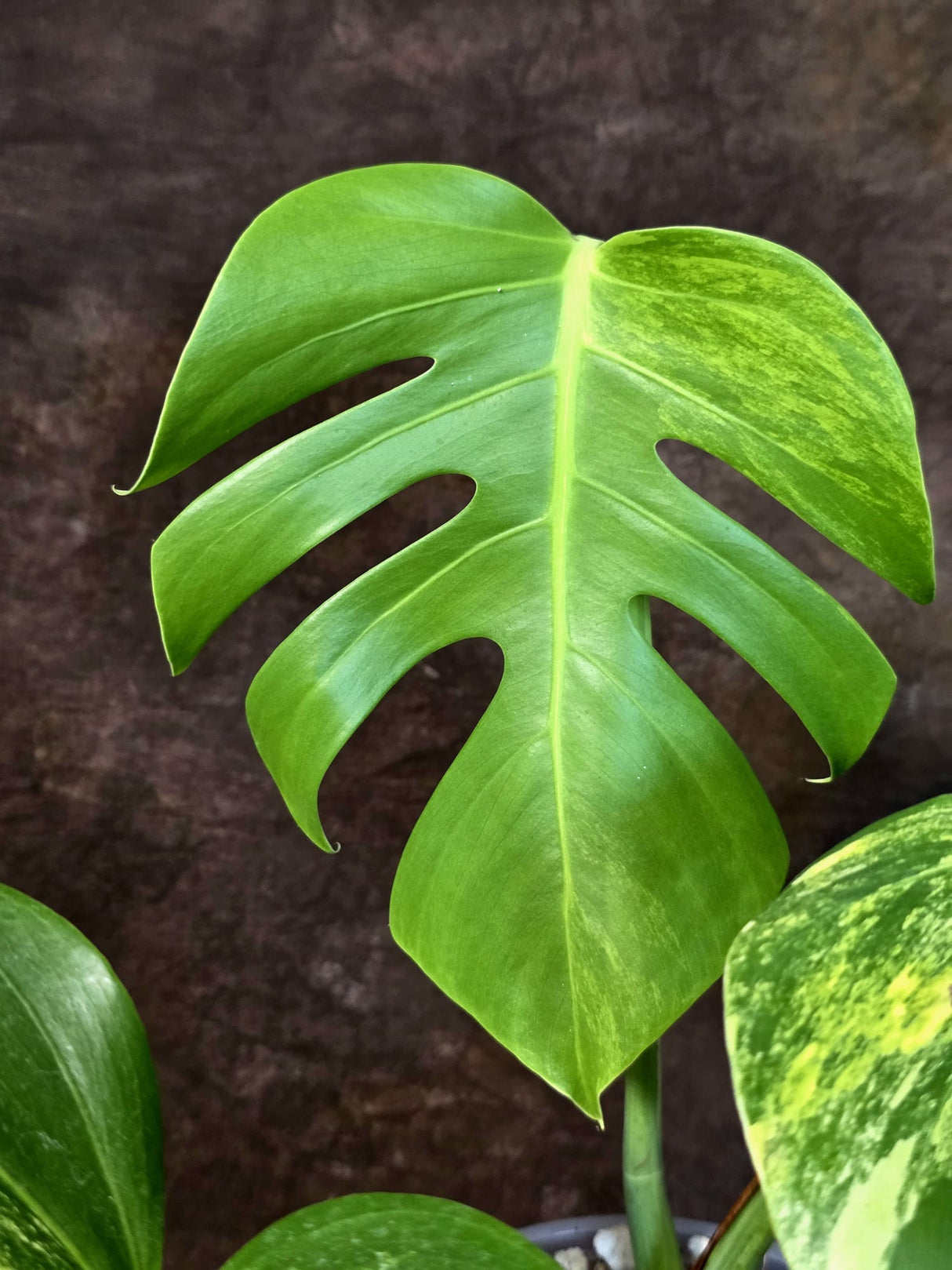 Monstera Borsigiana Aurea Variegated - Exact Rare Plants (July-13-40)