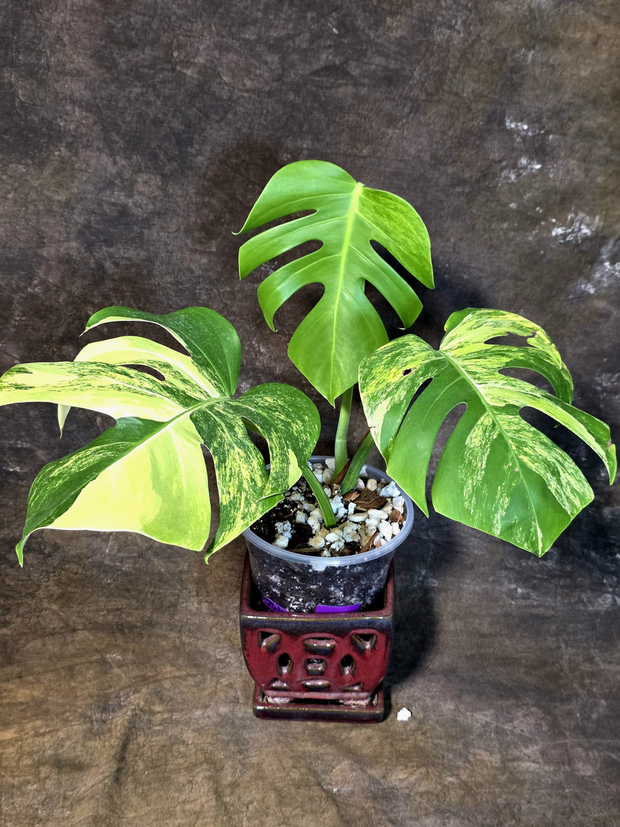 Monstera Borsigiana Aurea Variegated - Exact Rare Plants (July-13-40)