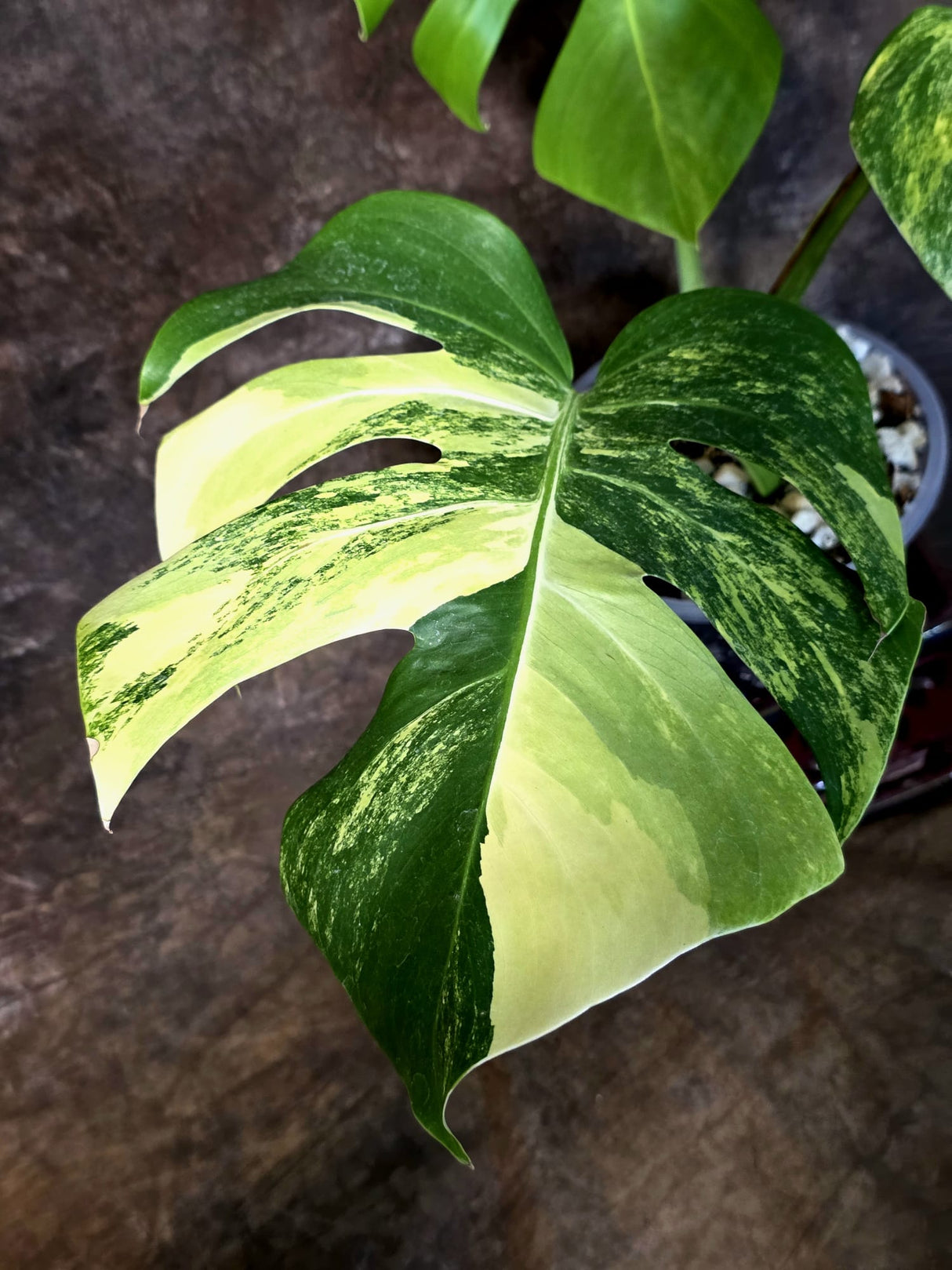 Monstera Borsigiana Aurea Variegated - Exact Rare Plants (July-13-40)