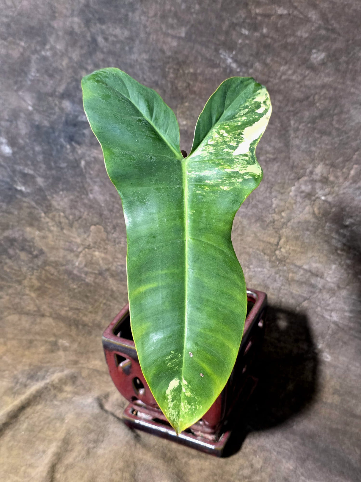 Variegated Philodendron Florida Beauty x Billietiae - Exact Plant - (July-13-41)