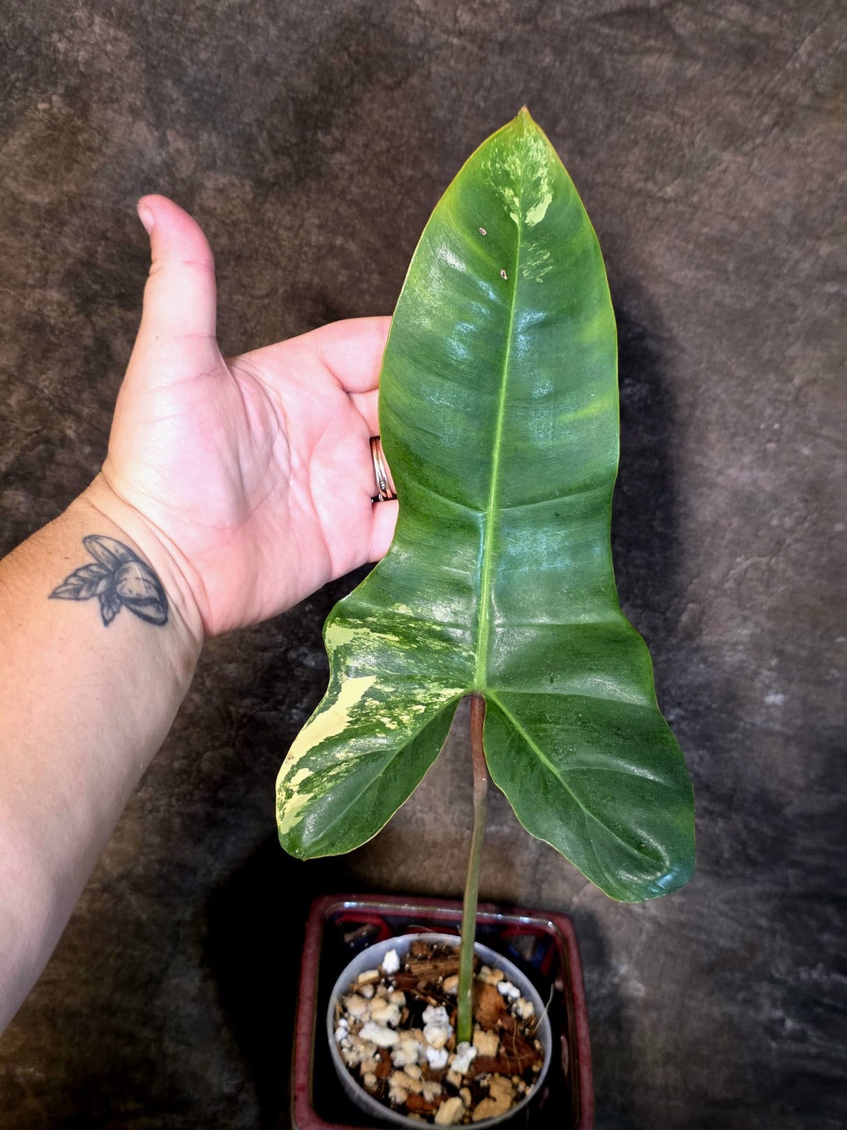 Variegated Philodendron Florida Beauty x Billietiae - Exact Plant - (July-13-41)