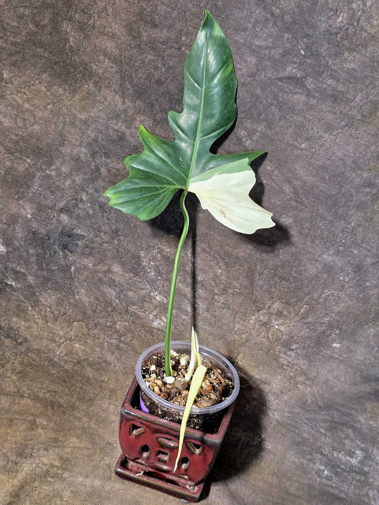 Variegated Golden Dragon Philodendron - EXACT Plant - (July-13-44)