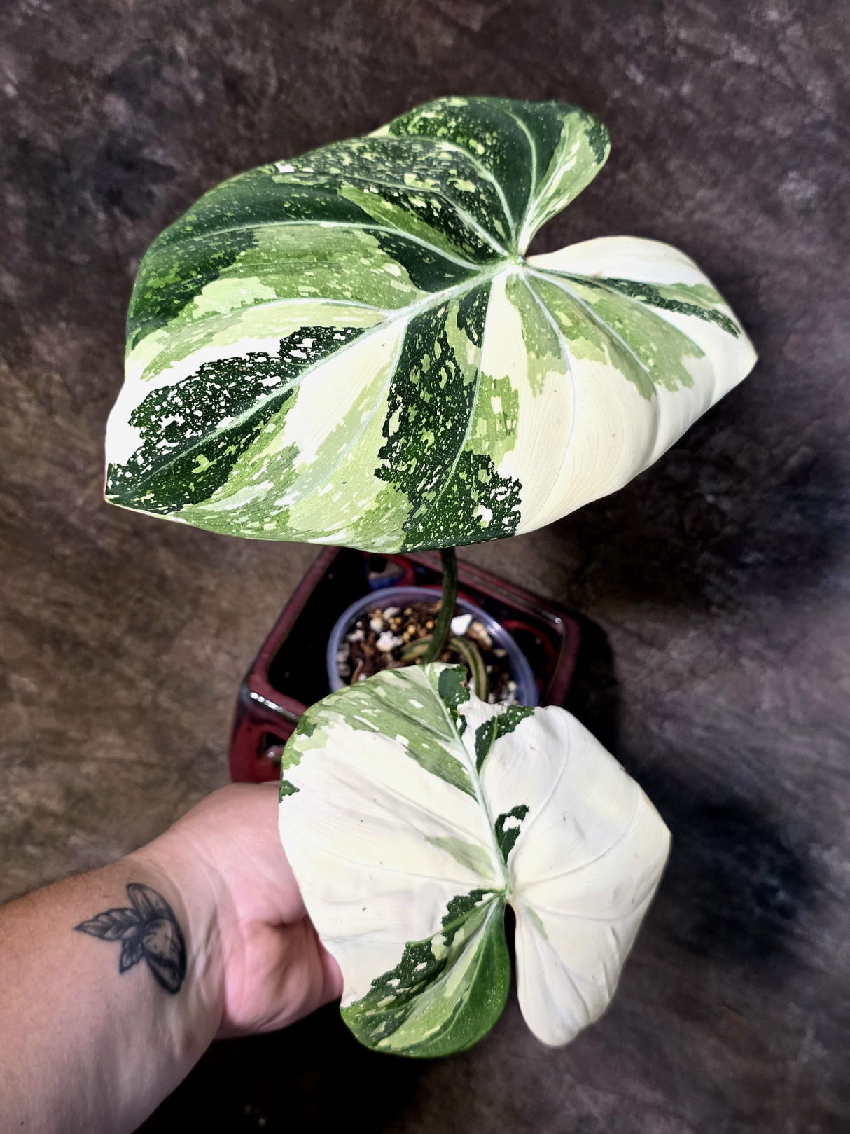 Philodendron Gloriosum Tricolor Plant - Velvet Leaf Collector Plant - (July-13-46)