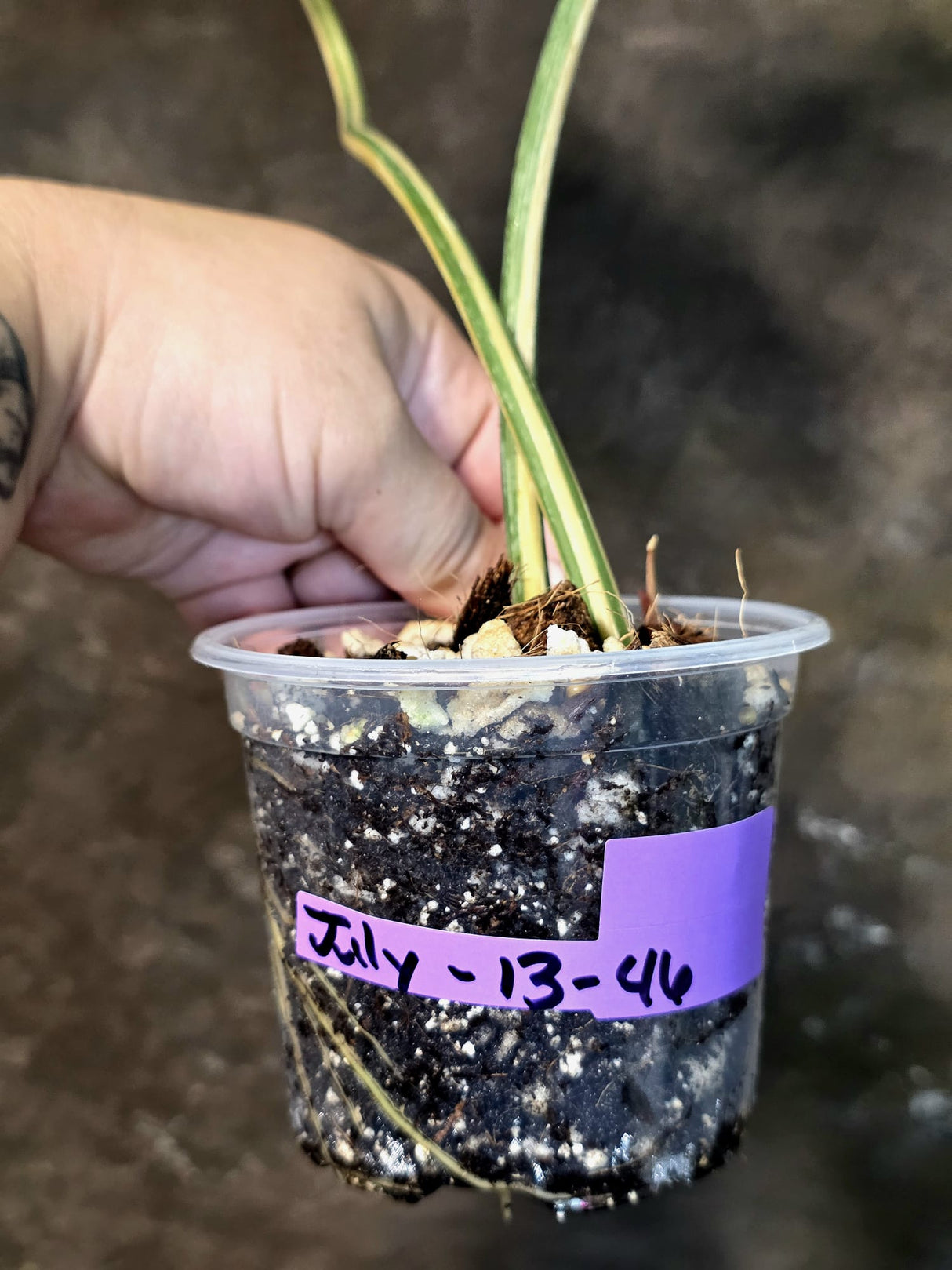Philodendron Gloriosum Tricolor Plant - Velvet Leaf Collector Plant - (July-13-46)