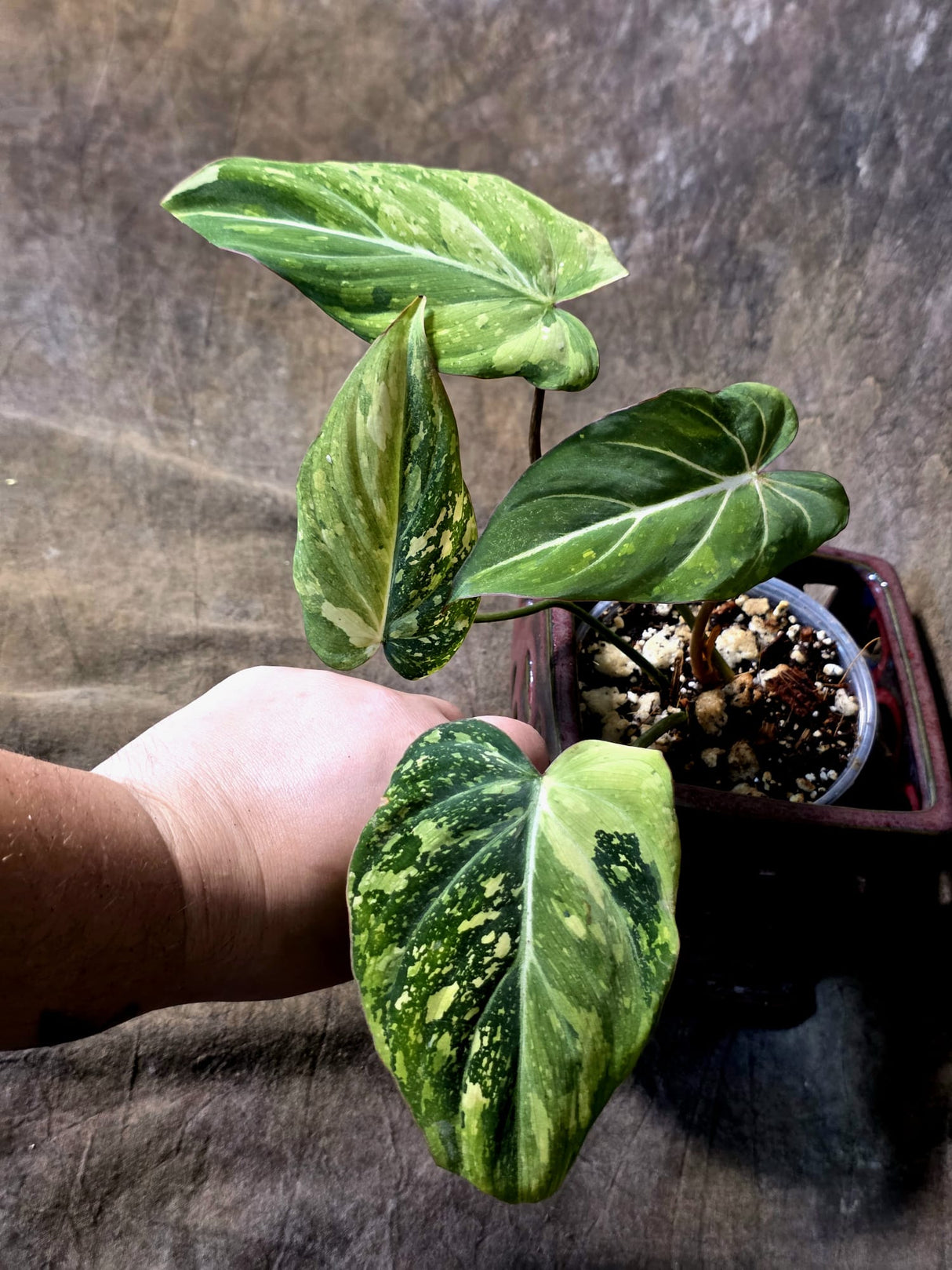 Philodendron Gloriosum Tricolor Plant - Velvet Leaf Collector Plant - (July-13-48)