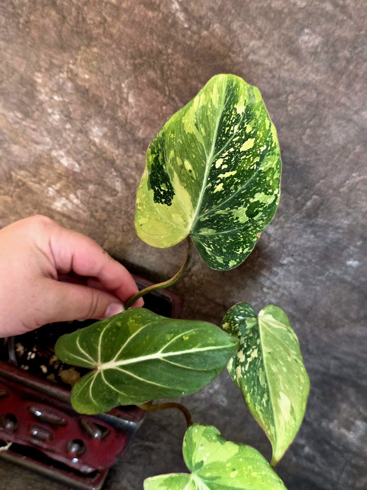 Philodendron Gloriosum Tricolor Plant - Velvet Leaf Collector Plant - (July-13-48)