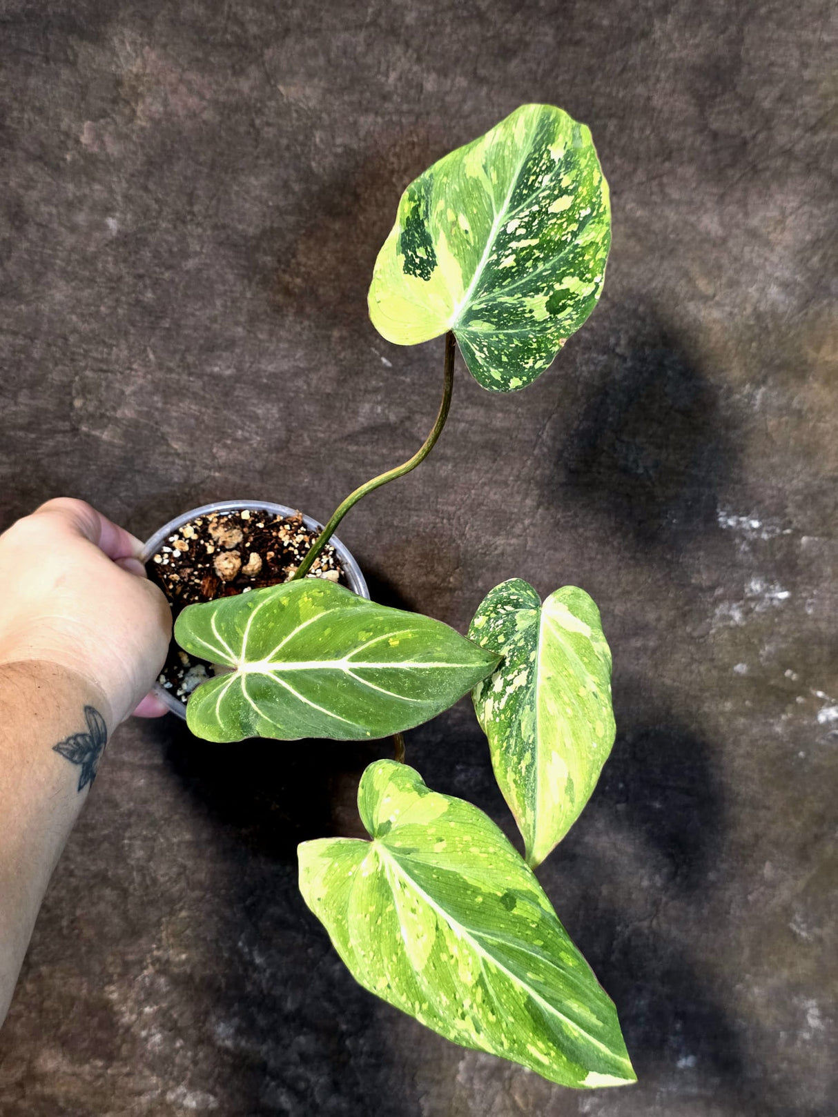 Philodendron Gloriosum Tricolor Plant - Velvet Leaf Collector Plant - (July-13-48)